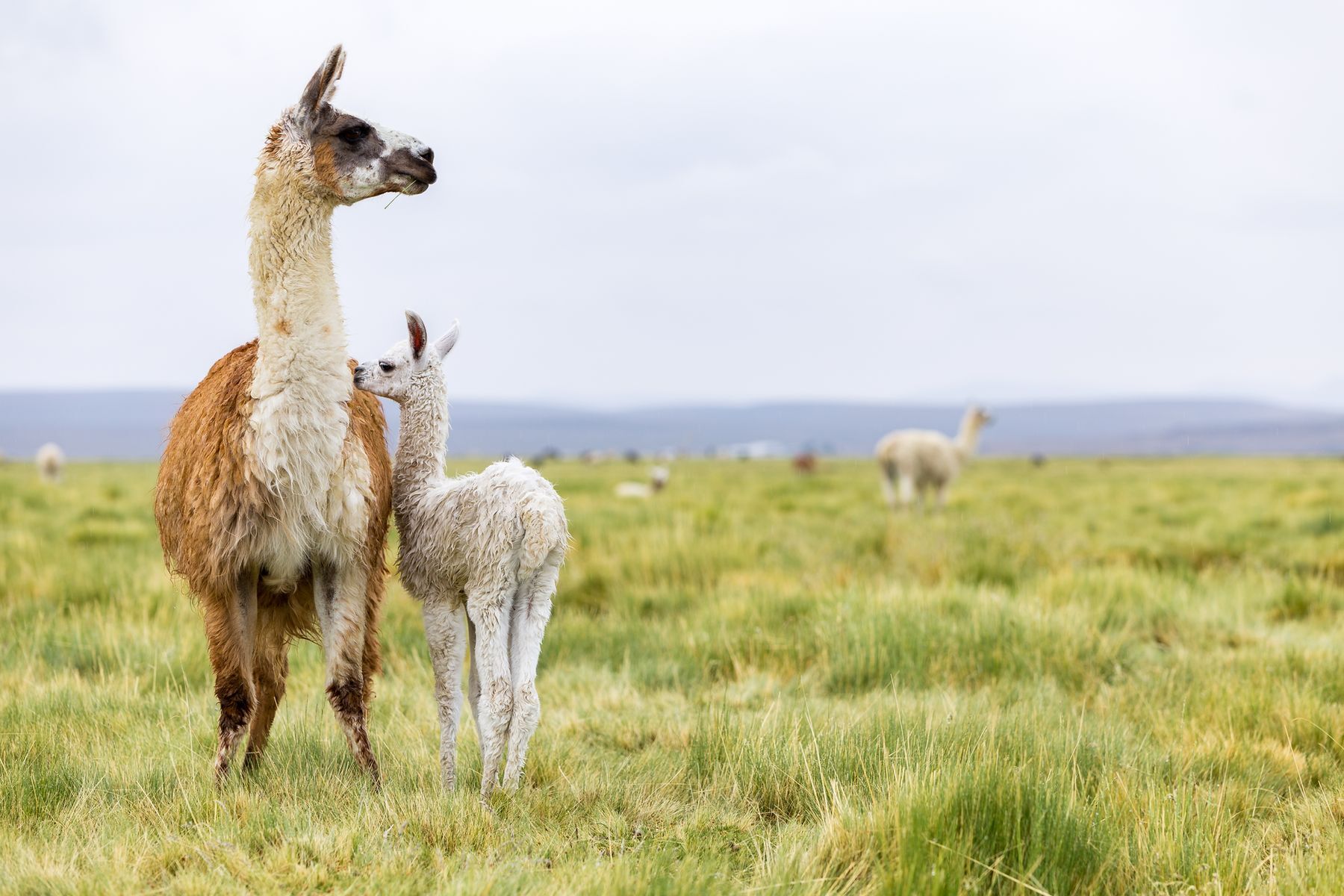 The longest gestations in the animal world