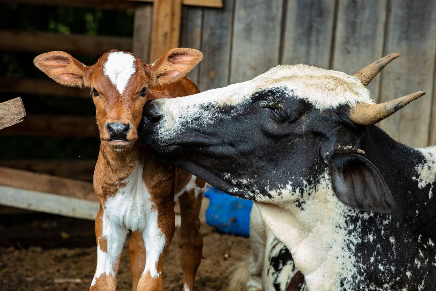 The longest gestations in the animal world