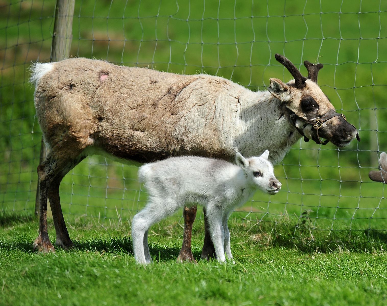 The longest gestations in the animal world