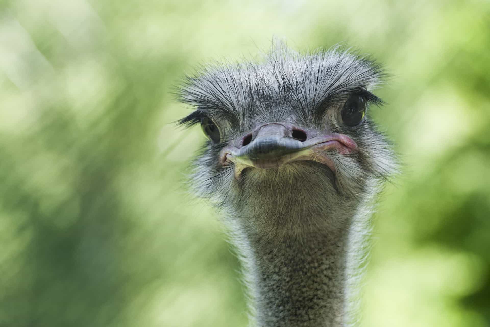"Sexual predator EMU!!!! As my partner and I strolled around the CHILDREN'S SECTION of the <a href="https://uk.starsinsider.com/lifestyle/229437/the-wildest-zoo-animal-escapes-in-history" rel="noopener">zoo</a> an emu got a bit too friendly...I pushed it away and it decided to go ejaculate on some poor lady!"