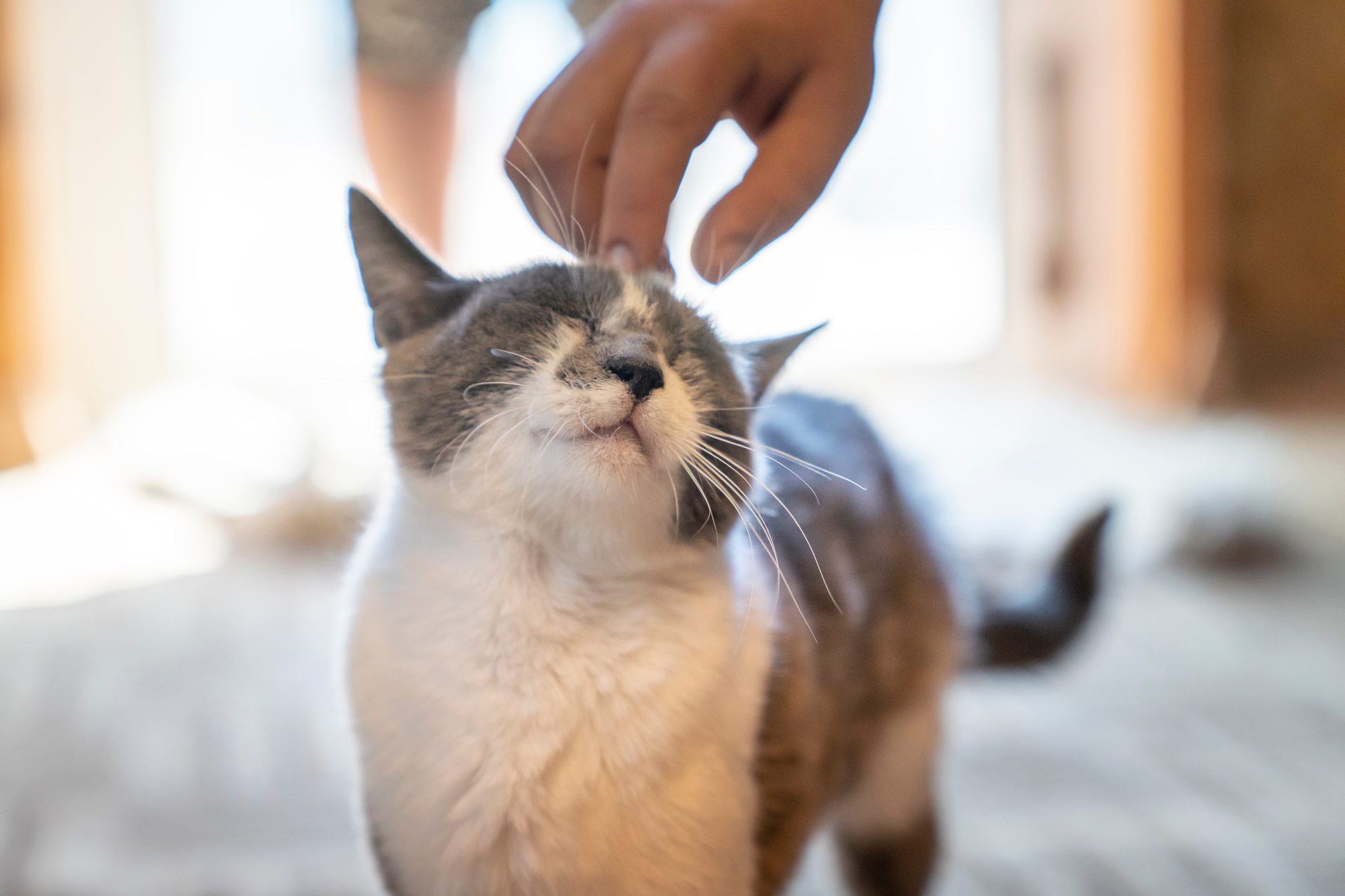 Decode Your Cat’s Behavior: 17 Cat Behaviors Explained