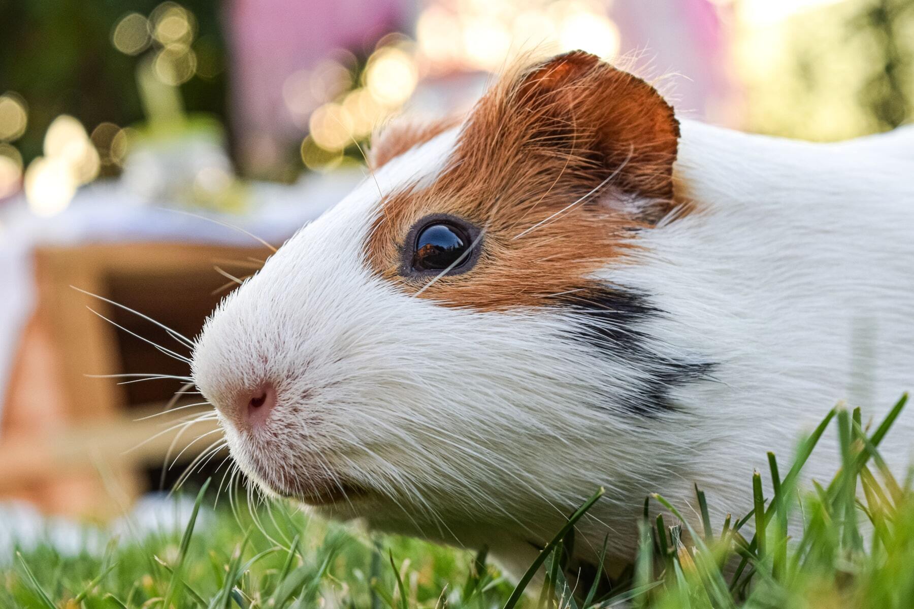 20 crazy facts about guinea pigs