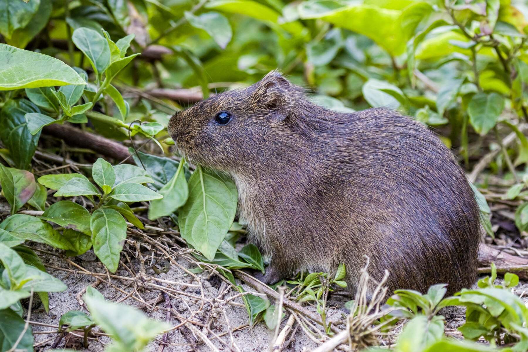 20 crazy facts about guinea pigs