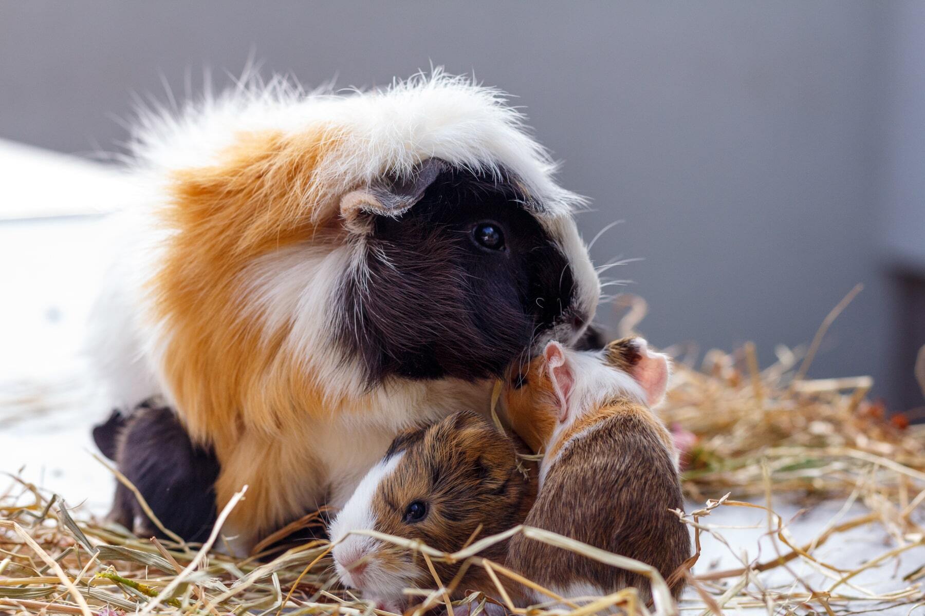 20 crazy facts about guinea pigs