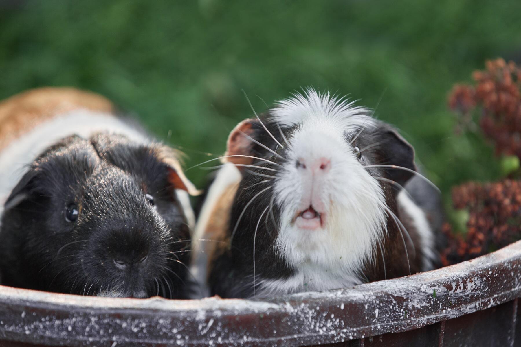 20 crazy facts about guinea pigs