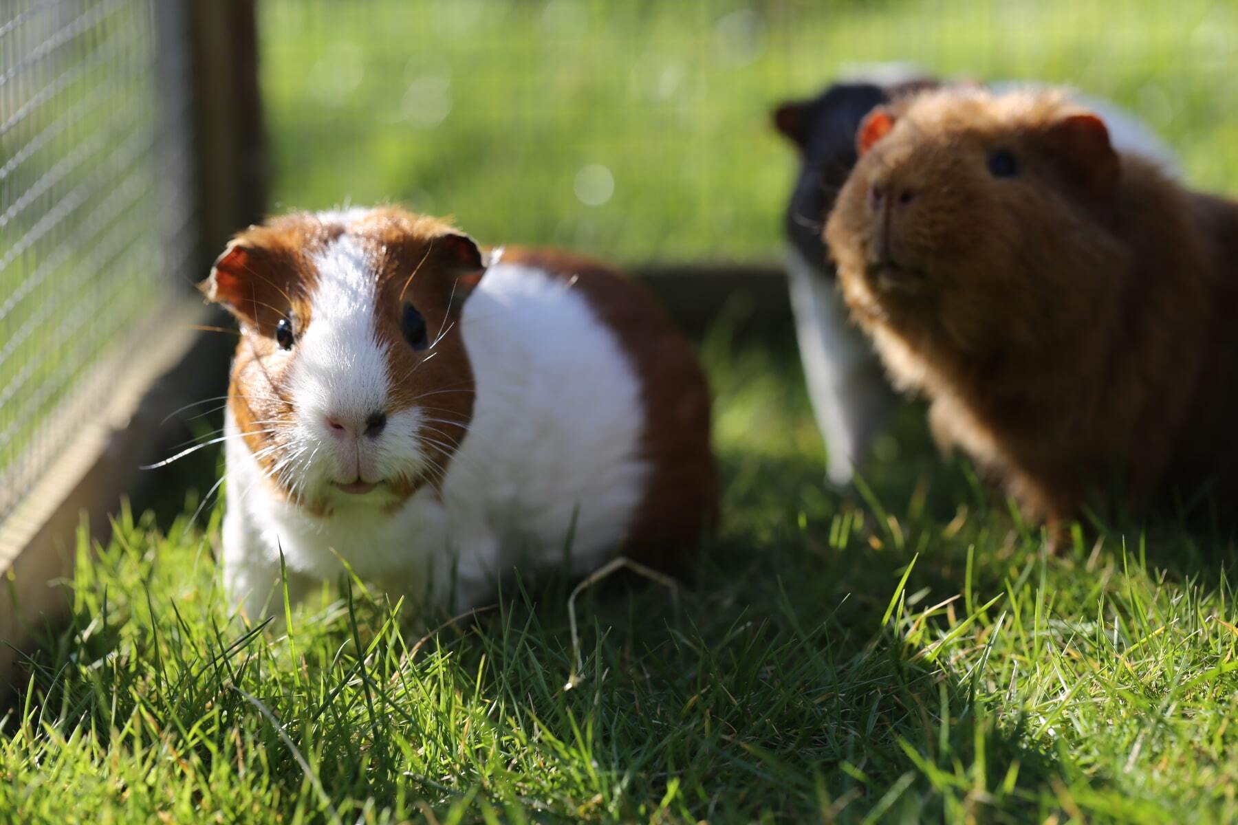 20 crazy facts about guinea pigs