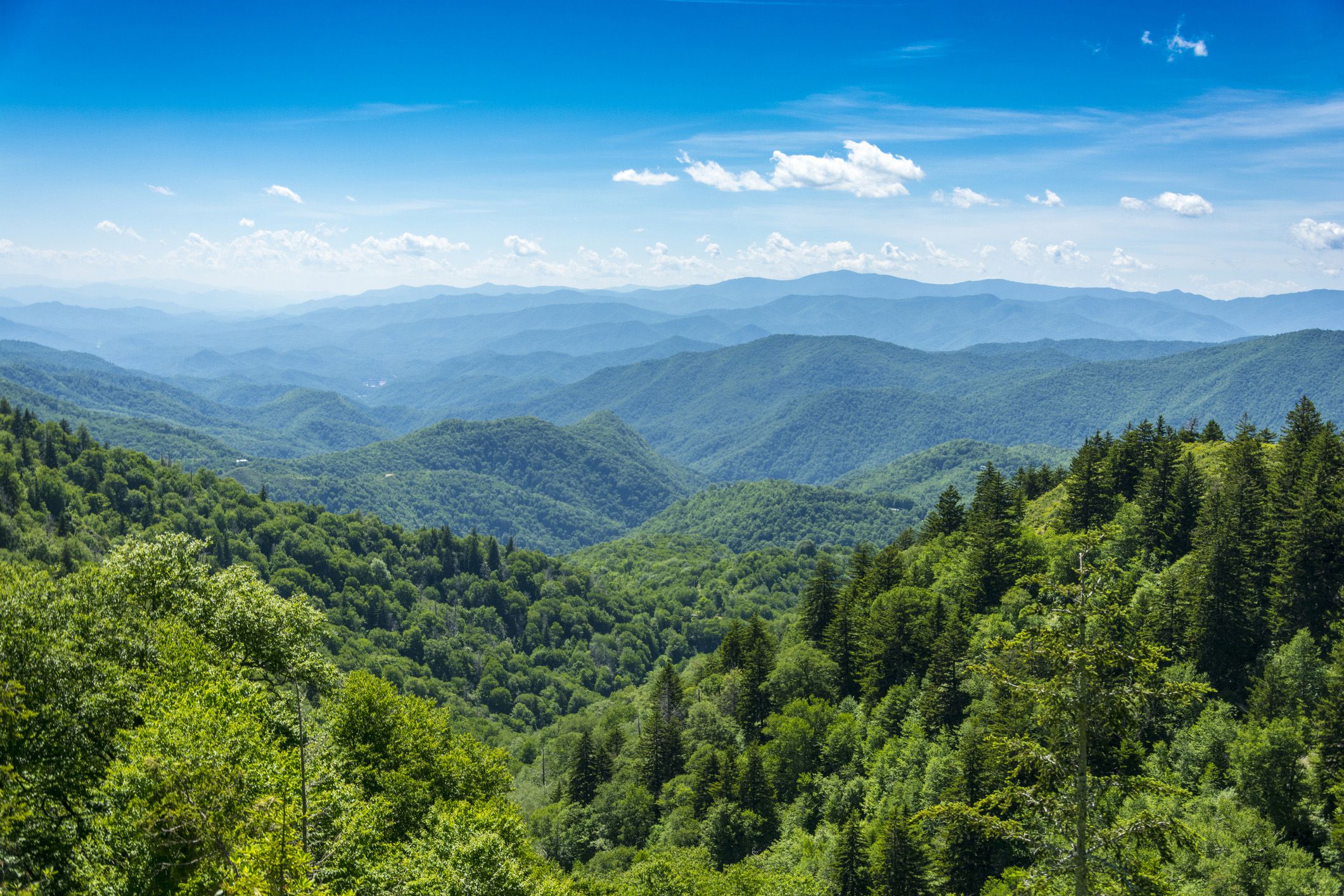 <p>One of Great Smoky Mountains National Park's most popular attractions, <a href="https://www.nps.gov/grsm/planyourvisit/cadescove.htm">Cades Cove in Tennessee</a> offers visitors some of the best opportunities to catch glimpses of wildlife, including black bears, coyotes, and wild turkeys. An 11-mile loop road affords scenic views and a leisurely tour of the valley. Along the way, check out restored 18th- and 19th-century houses, barns, mills, and churches.</p>
