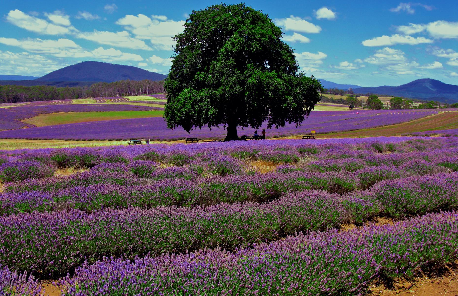 <p>Provence should watch its step. Bridestowe Estate is the largest lavender farm in the Southern Hemisphere and is a spectacular sight (and scent) between December and early February, when the purple flowers bloom. Located in northeast Tasmania, the dazzling display is made all the more striking by the red earth that peeps through the curved rows of the lavender plants and the dramatic backdrop of Mount Arthur.</p>