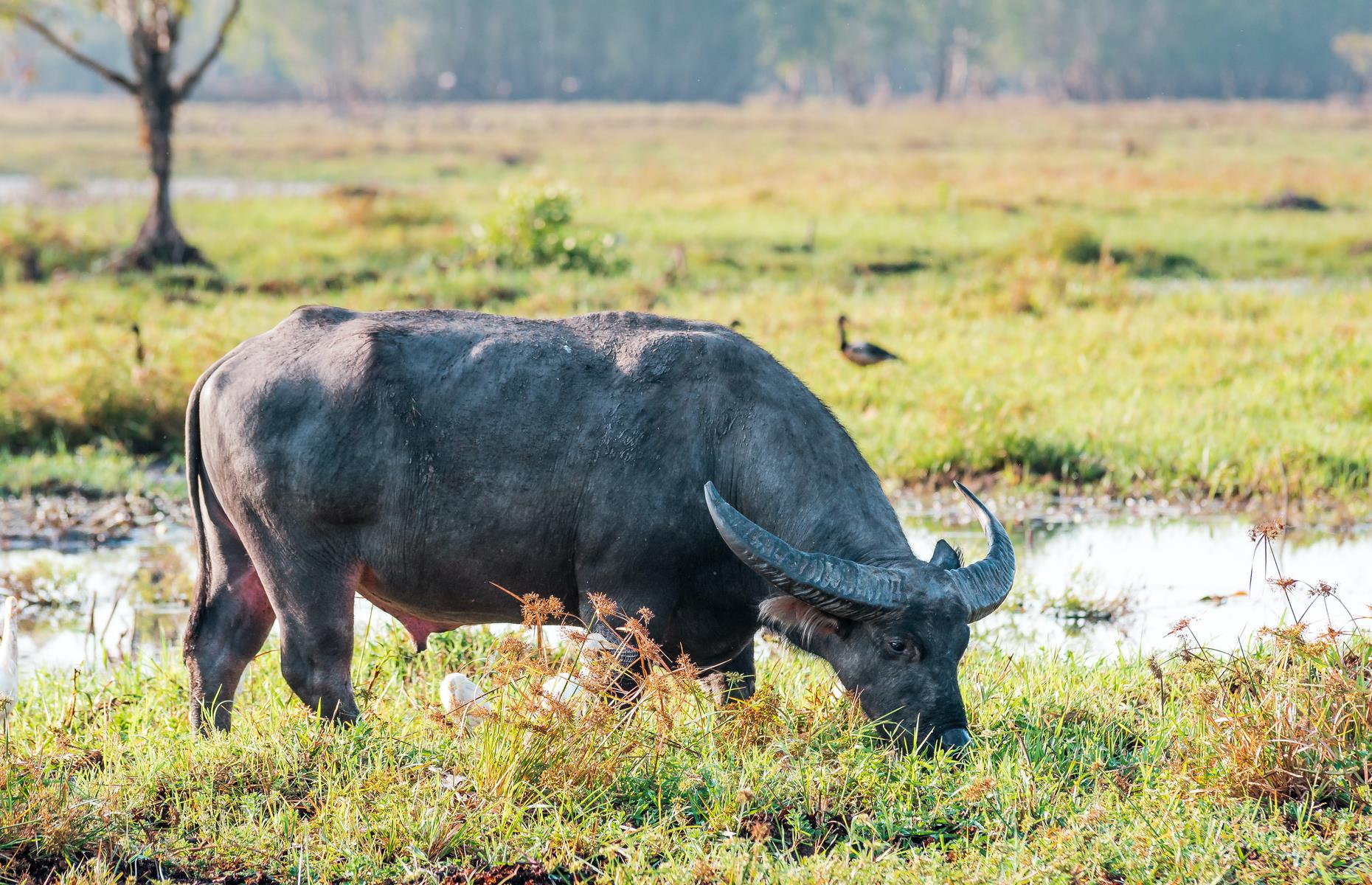 <p>The sight of a water buffalo wallowing in wetlands makes you realize just how similar parts of the lush Top End are to Asia. Buffalo were first introduced to the area in 1825 as working animals and meat for the north’s remote settlements. According to Australia’s environment agency, the settlements and their buffalo were abandoned in 1949 and the feral creatures spread across the floodplains. Today, the mammoth beasts are classified as an invasive species due to the damage they cause to the fragile wetlands.</p>