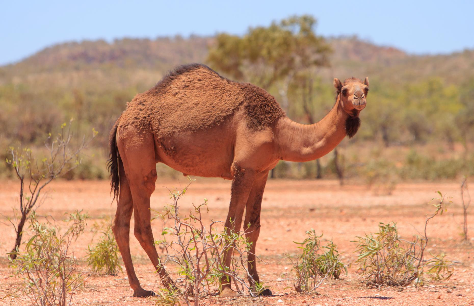 <p>Another feral animal that has unexpectedly become part of Australia's scenery is the camel. It's thought a million of the dromedary (one-humped) camel roam around the dusty outback, although this figure increases dramatically every year. Between 1870 and 1920, as many as 20,000 camels were imported by British Settlers from the Arabian Peninsula, India and Afghanistan. Along with them came thousands of cameleers from the same regions to transport goods and people across the sun-scorched center. With the advent of motorized transport, the camels were released into the wild and thrived.</p>
