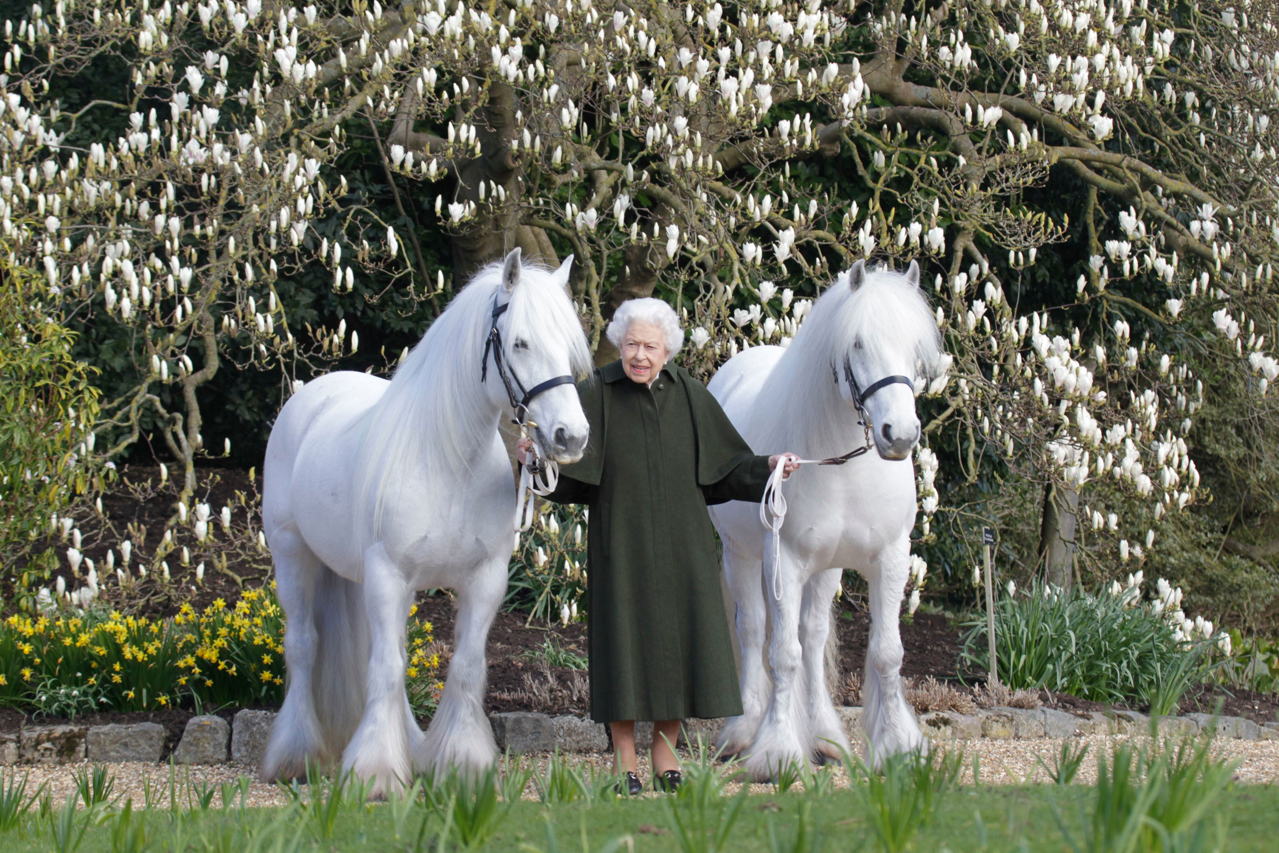 <p>This portrait of Queen Elizabeth II holding her Fell ponies, Bybeck Katie (left) and Bybeck Nightingale, was released by The Royal Windsor Horse Show to mark the occasion of the monarch's 96th birthday on April 21, 2022.</p>