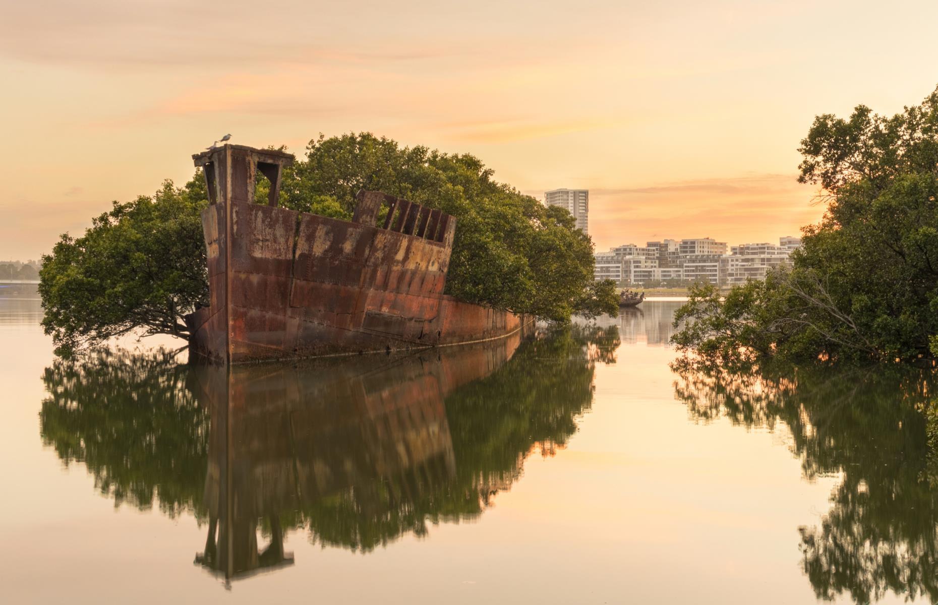 <p>Built in the UK in 1911 and once a working cargo ship, the SS Ayrfield is now a rusting wreck completely overgrown by mangroves. Visible from land in western Sydney, it’s one of several abandoned freighters in Homebush Bay, which were decommissioned and left to molder in the shipwreck yard. The others include HMAS Karangi, SS Heroic, and SS Mortlake Bank. To see them, follow the walking track from the Badu Mangroves to the Waterbird Refuge and on to the southern tip of Wentworth Point.</p>