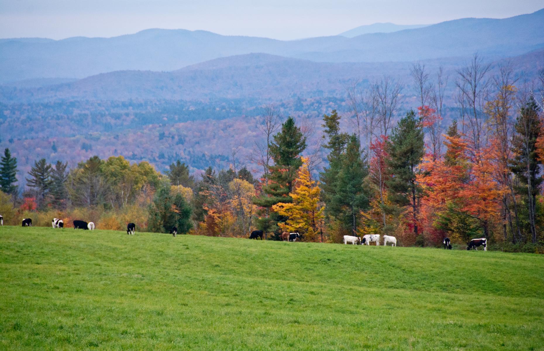 <p>If you like artisan cheese then Vermont is the state to visit – its idyllic countryside is home to more than 45 artisanal cheesemakers. And one of the best ways to explore them is by following <a href="https://www.nationalgeographic.com/travel/article/vermont-cheese-trail-road-trip">this 280-mile (450km) food odyssey</a> from Plymouth Notch to Websterville. Be sure to leave room in your trunk to stock up on produce along the way.</p>