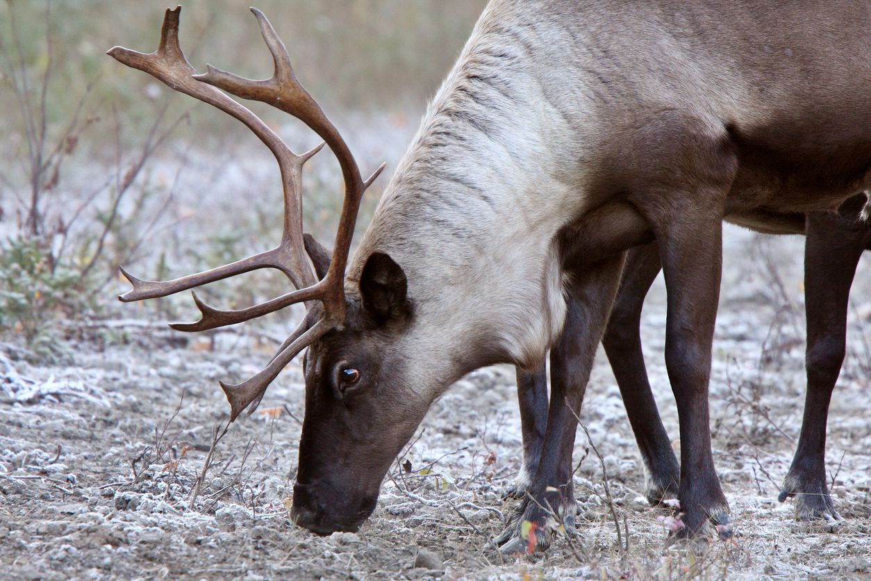 The Most Endangered Animals in America