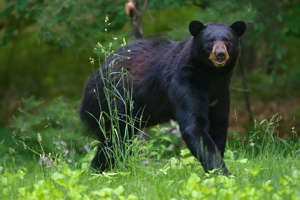 A black bear in tall grass