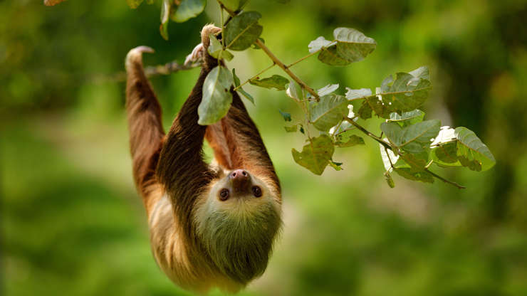 Diapositivo 7 de 49: Sloth in nature habitat. Beautiful Hoffman’s Two-toed Sloth, Choloepus hoffmanni, climbing on the tree in dark green forest vegetation.