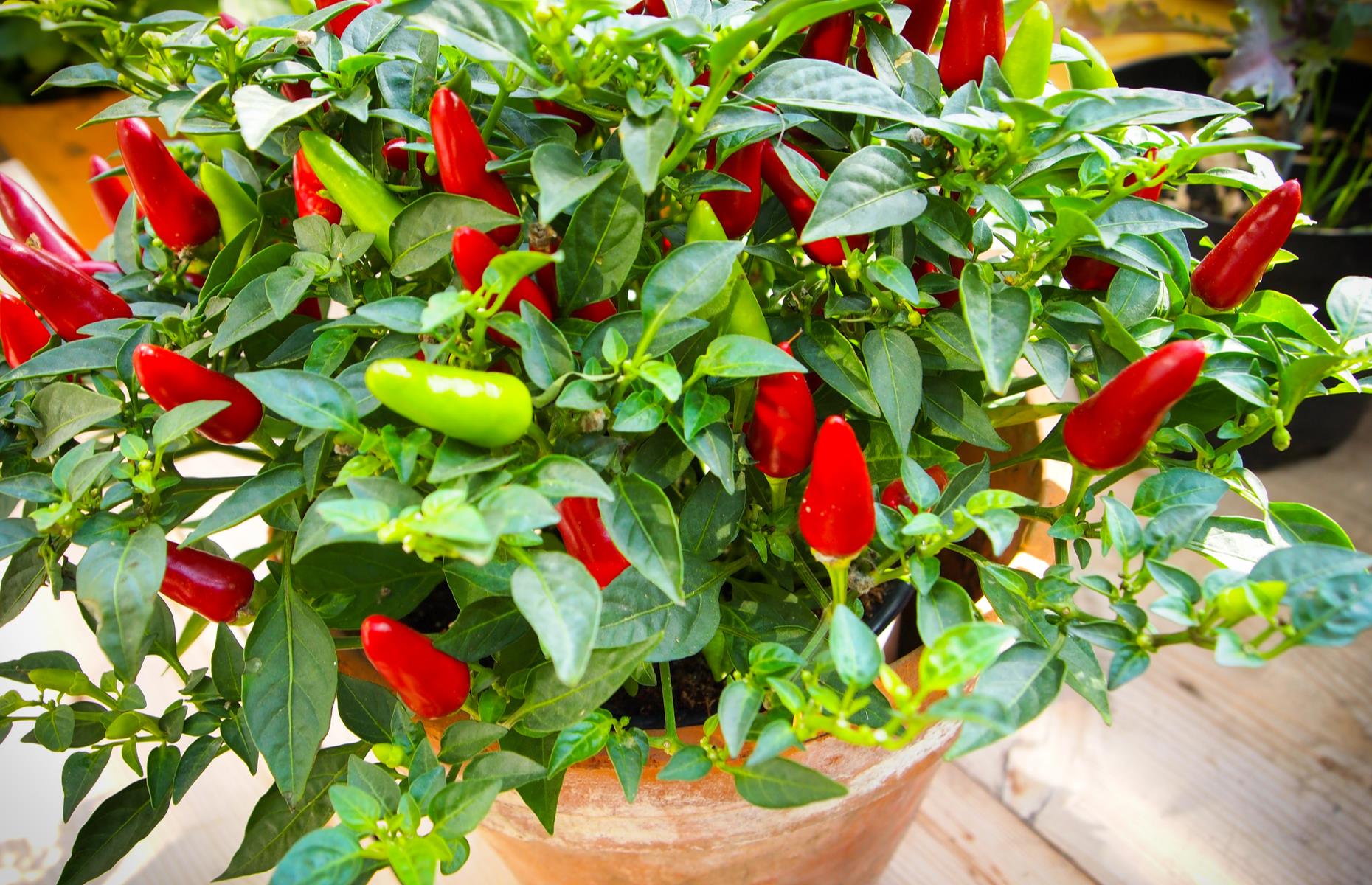 <p>Chilies are remarkably easy to grow if you have a hot, sunny spot in the garden or on your windowsill. Most chili plants are heavy croppers, so you don't need many, and they don't require much TLC. They just need plenty of sun and the occasional water.</p>  <p><strong><a href="https://www.lovefood.com/recipes/57263/grow-and-cook-chilli-jam-recipe">Read our guide to growing chilies here</a></strong></p>