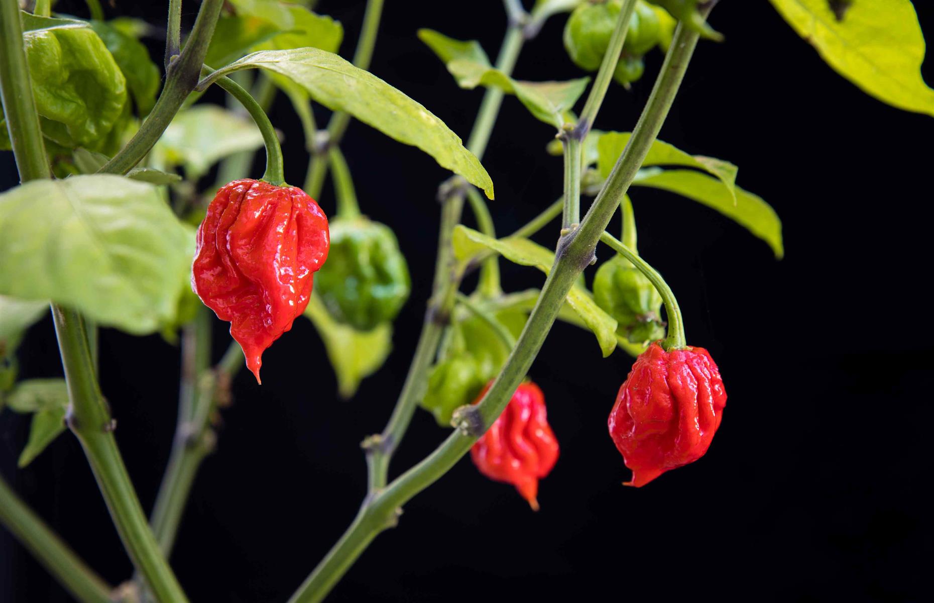 <p>To determine how hot a particular chili is, it's measured on the Scoville Scale (which is a measurement of the pungency), which was invented by a clever chap called Wilbur Scoville. It measures the heat by the amount of capsaicin in the chili – the compound which gives chilies their sting. Poblano chilies are one of the mildest, measuring 1,000-3,500 SHU (Scoville heat units), to the terrifyingly hot Carolina reaper (pictured), which weighs in at 1,500,000-2,200,000 SHU.</p>