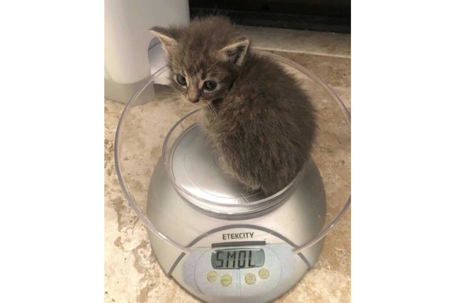 ネコはネコだから キュートな猫たちの面白画像