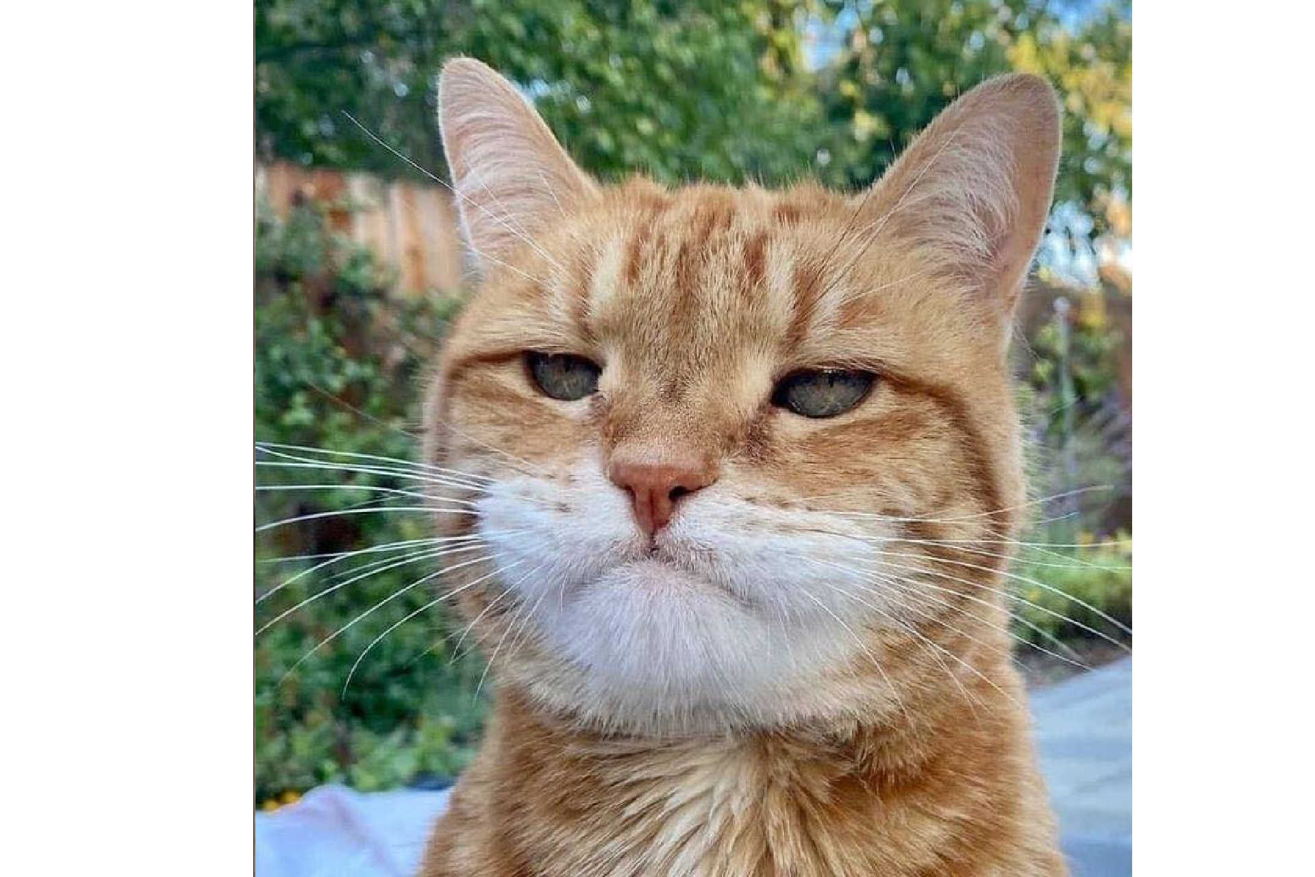 ネコはネコだから キュートな猫たちの面白画像