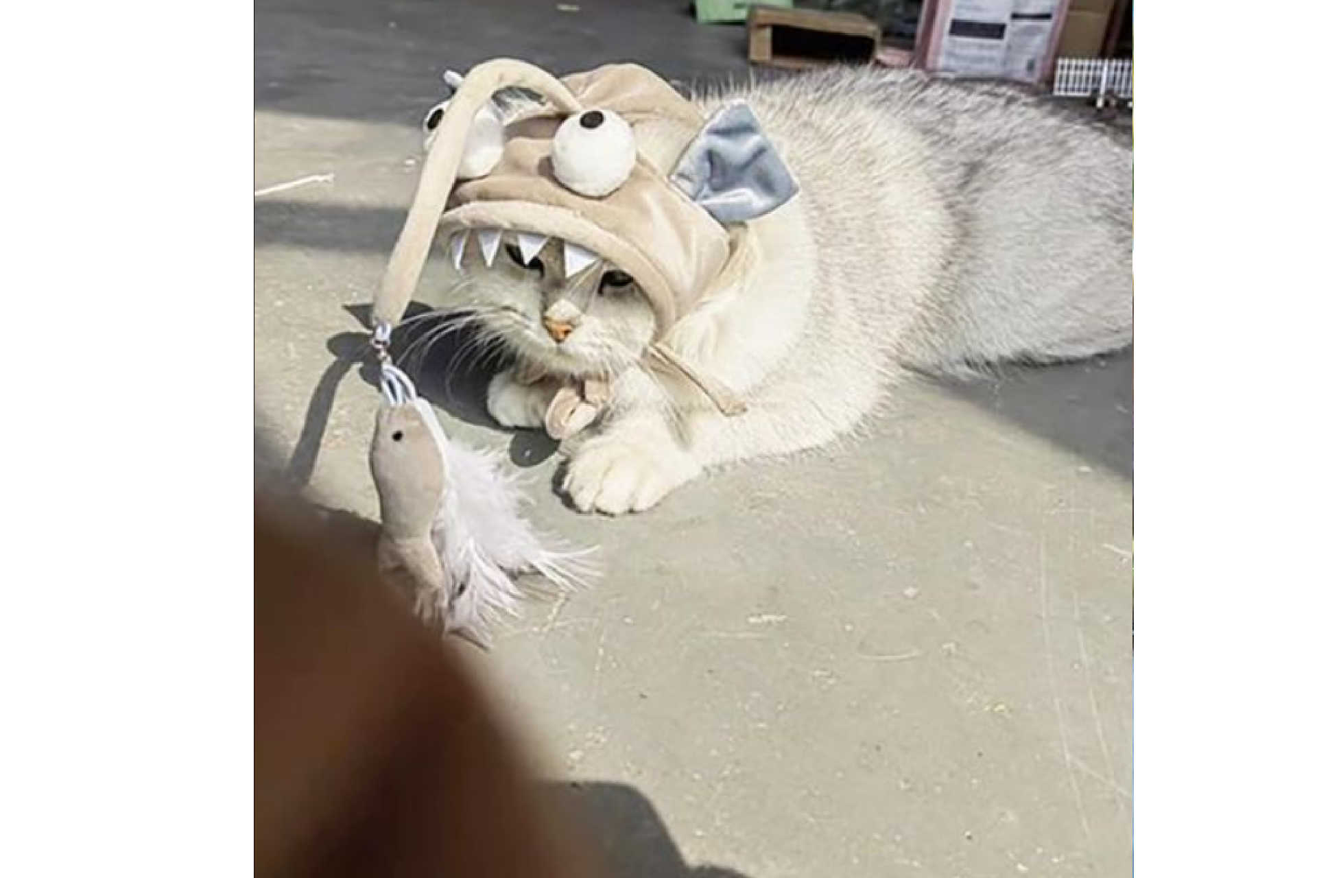 ネコはネコだから キュートな猫たちの面白画像