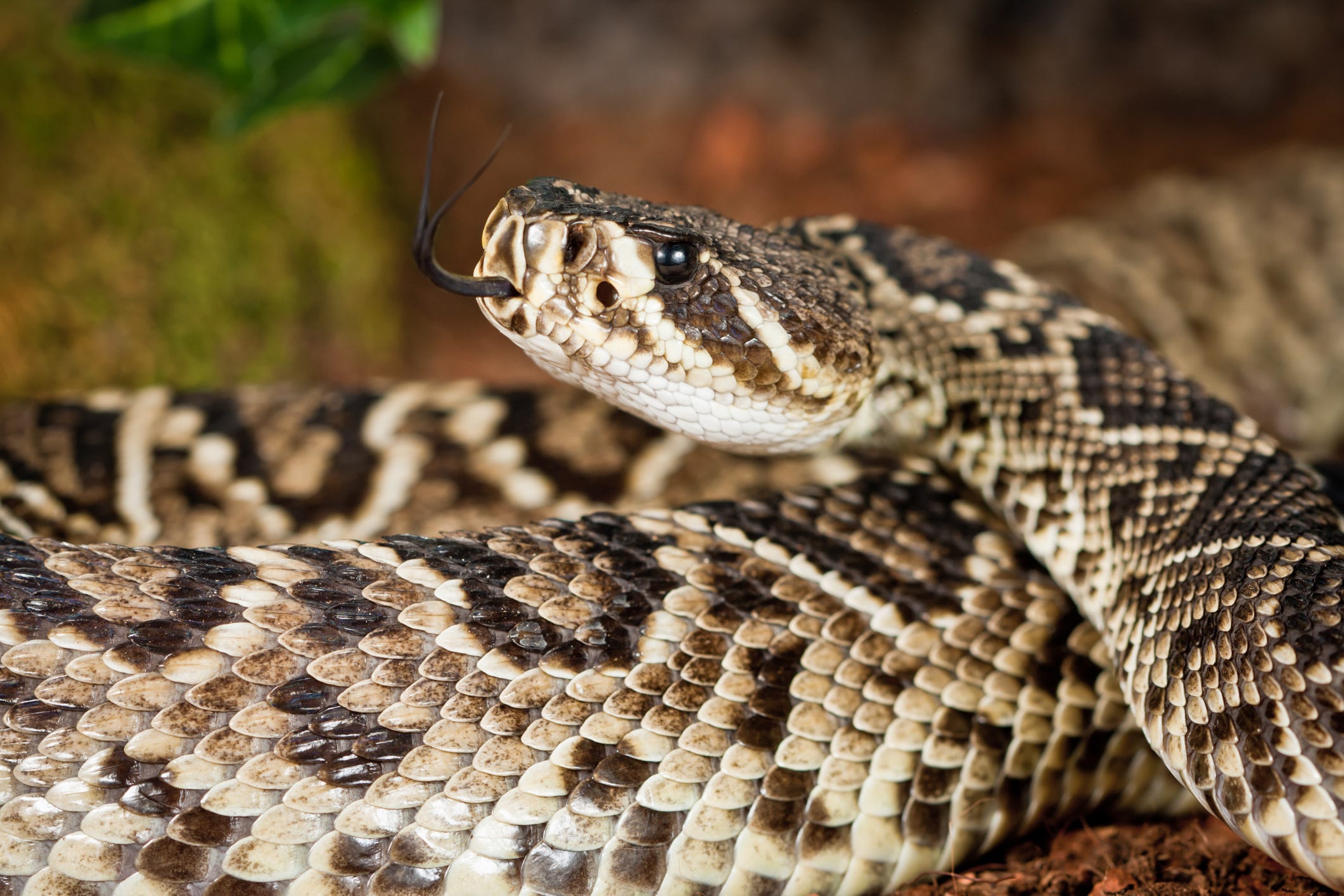 It's rare, but rattlesnake bites can kill. How to protect against them