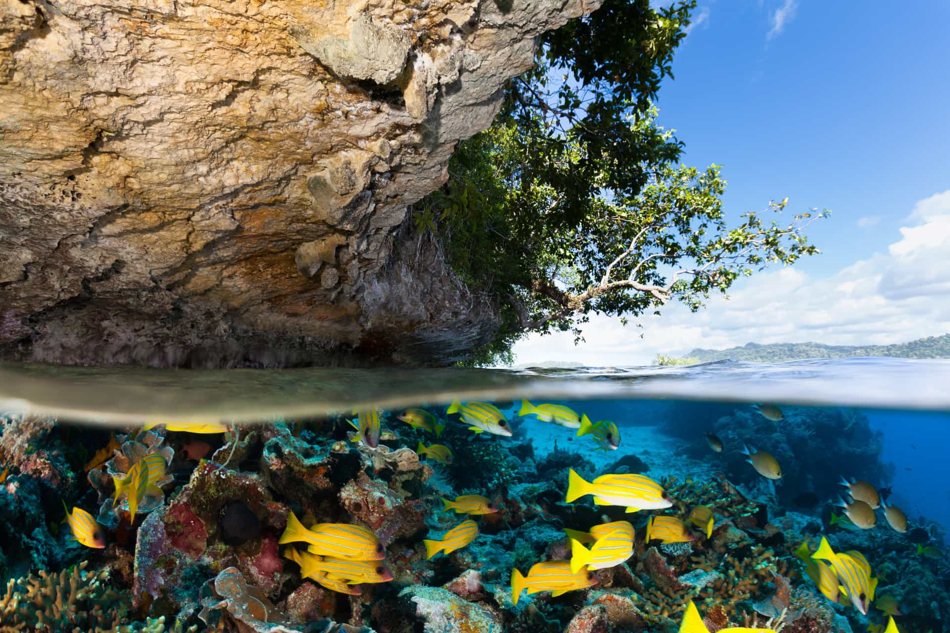 The world's most colorful coral reefs
