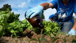 Applying pasteurized urine fertilizer to a bed of lettuce