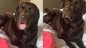 Lisa Armstrong shares adorable moment with ‘beautiful’ dog