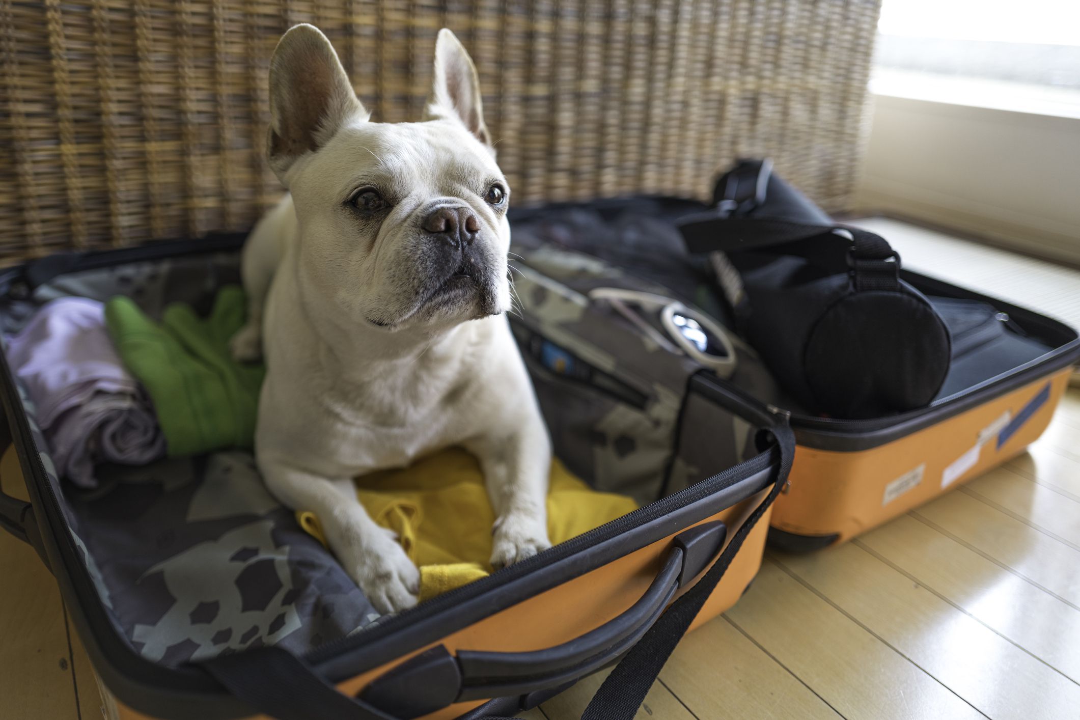 <p>Just like you make a list for yourself, a partner or even kids, make sure you have a list for your pet, too. This can prevent you from having to waste money re-purchasing items at your destination because you didn’t pack them.</p>
