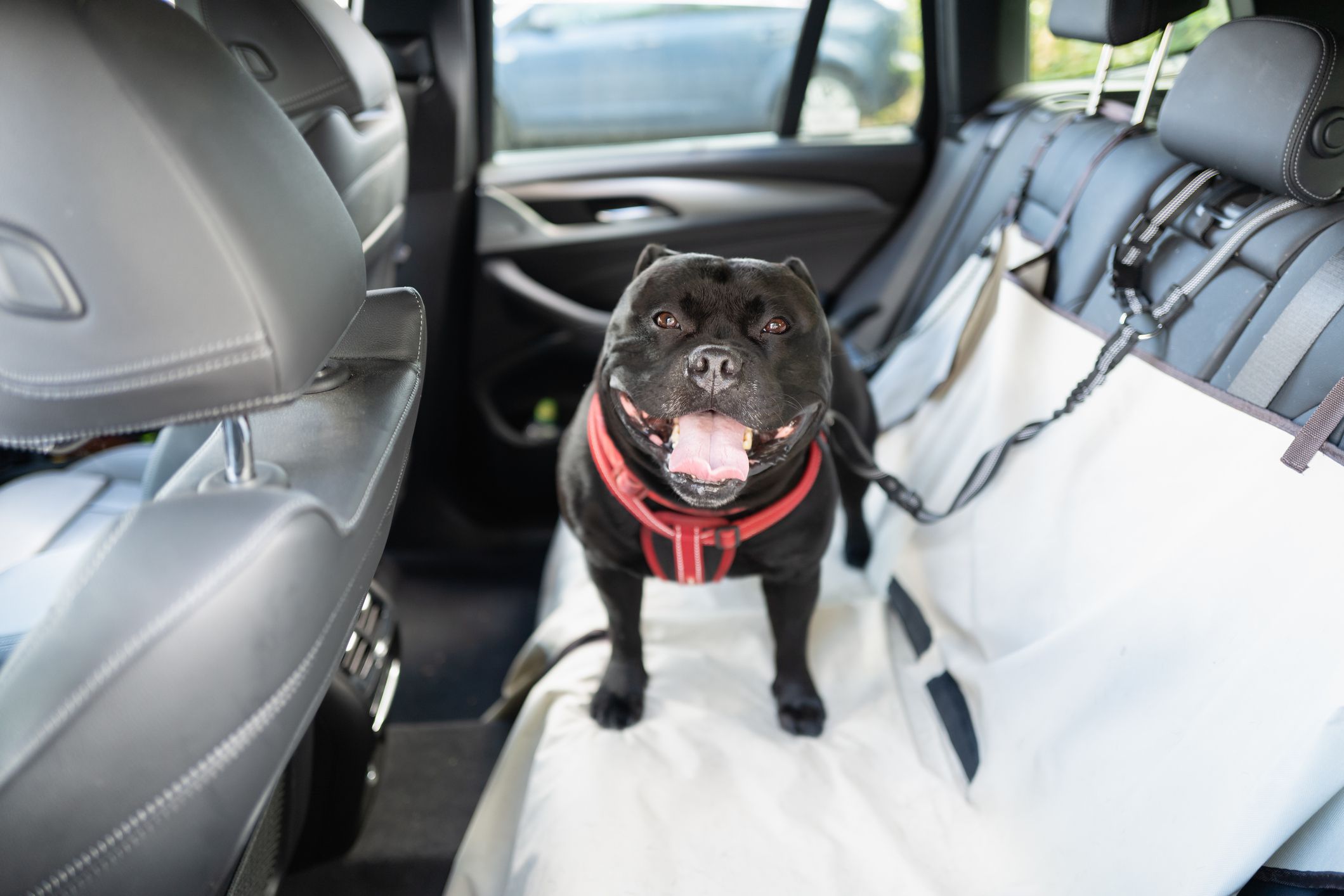 <p>If you’re driving, make sure you have everything you need to make sure your pet gets to your destination safely. Sure, this may cost you money upfront, but a proper pet seat belt or travel crate could save your pet’s life or prevent costly injuries in case of an accident.</p>
