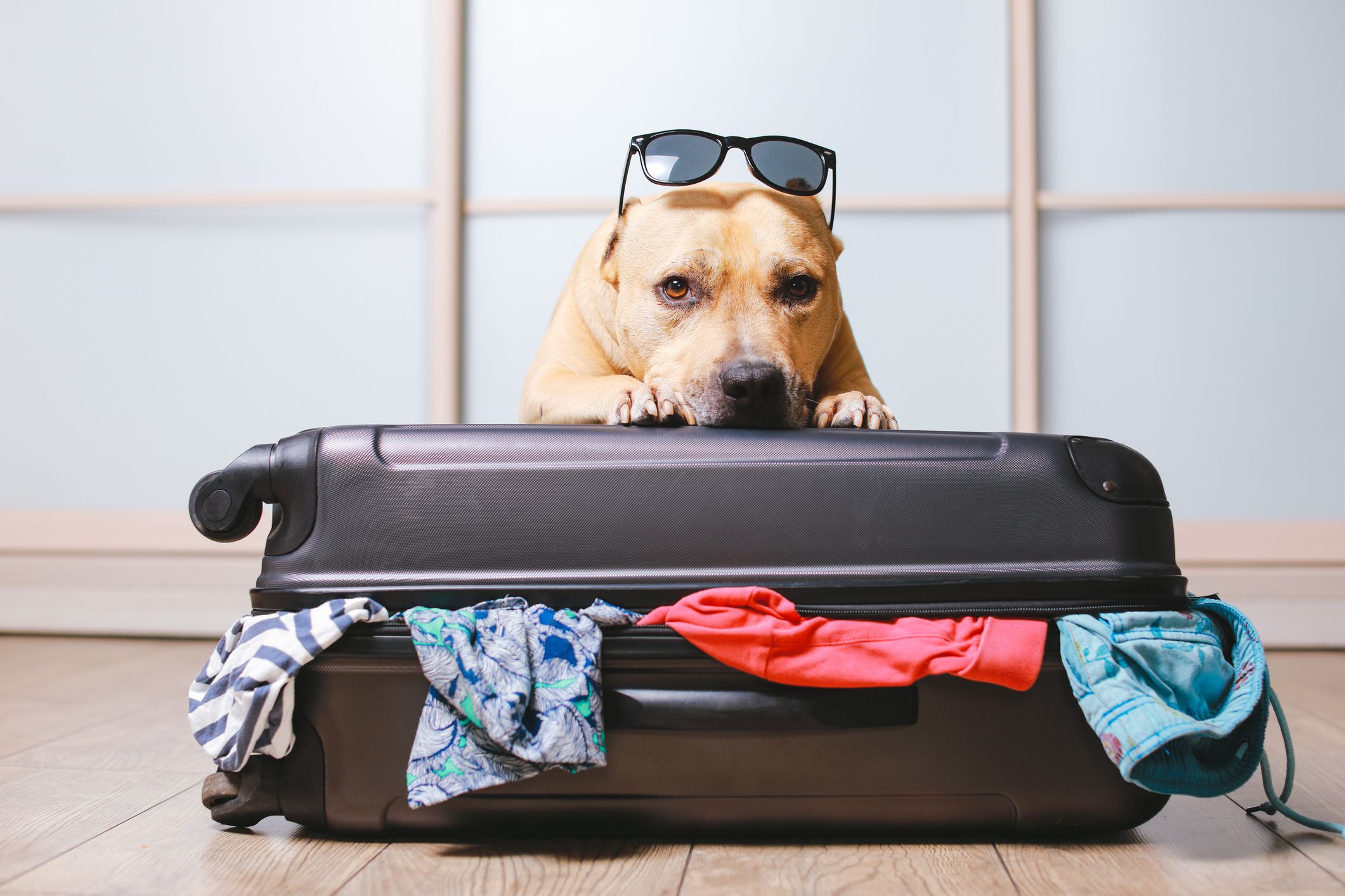 <p>Traveling with a beloved pet can be fun if you’ve got the budgeting basics and tips you need to make sure the trip is successful. While it can be more costly, with proper planning, bringing your furry friend along doesn’t have to be outrageously expensive.</p><p><b>Learn More:</b></p><ul><li><b><a href="https://www.sofi.com/personal-loan-calculator/">Personal loan calculator</a></b></li><li><b><a href="https://www.sofi.com/learn/content/can-i-pay-off-a-personal-loan-early/">Can I pay off a personal loan early?</a></b></li></ul><p><i>This article originally appeared on <a href="https://www.sofi.com/learn/content/tips-save-money-traveling-with-pets/">SoFi.com</a> and was syndicated by<a href="https://mediafeed.org/"> MediaFeed.org</a>.</i></p><p><i><strong>External Websites:</strong> The information and analysis provided through hyperlinks to third-party websites, while believed to be accurate, cannot be guaranteed by SoFi. Links are provided for informational purposes and should not be viewed as an endorsement.<strong>Third-Party Brand Mentions:</strong> No brands or products mentioned are affiliated with SoFi, nor do they endorse or sponsor this article. Third-party trademarks referenced herein are property of their respective owners.<strong>Financial Tips & Strategies:</strong> The tips provided on this website are of a general nature and do not take into account your specific objectives, financial situation, and needs. You should always consider their appropriateness given your own circumstances.SoFi Checking and Savings is offered through SoFi Bank, N.A. ©2022 SoFi Bank, N.A. All rights reserved. Member FDIC. Equal Housing Lender.SoFi members with direct deposit can earn up to 1.25% annual percentage yield (APY) interest on all account balances in their Checking and Savings accounts (including Vaults). Members without direct deposit will earn 0.70% APY on all account balances in their Checking and Savings accounts (including Vaults). Interest rates are variable and subject to change at any time. Rate of 1.25% APY is current as of 4/5/2022. Additional information can be found at <a href="https://www.sofi.com/legal/banking-rate-sheet">http://www.sofi.com/legal/banking-rate-sheet</a></i></p>