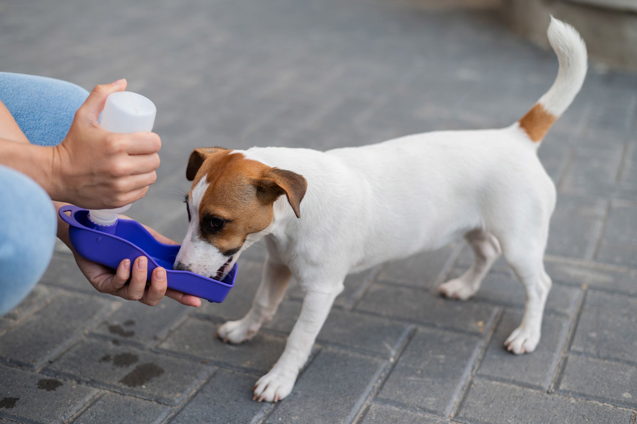 <p>At some point, be it while hiking or at a rest stop on a road trip, your pet is going to become thirsty. If you forget to bring a collapsible bowl, you may have to buy one on the road if you don’t have an empty cup large enough for them to drink from.</p>