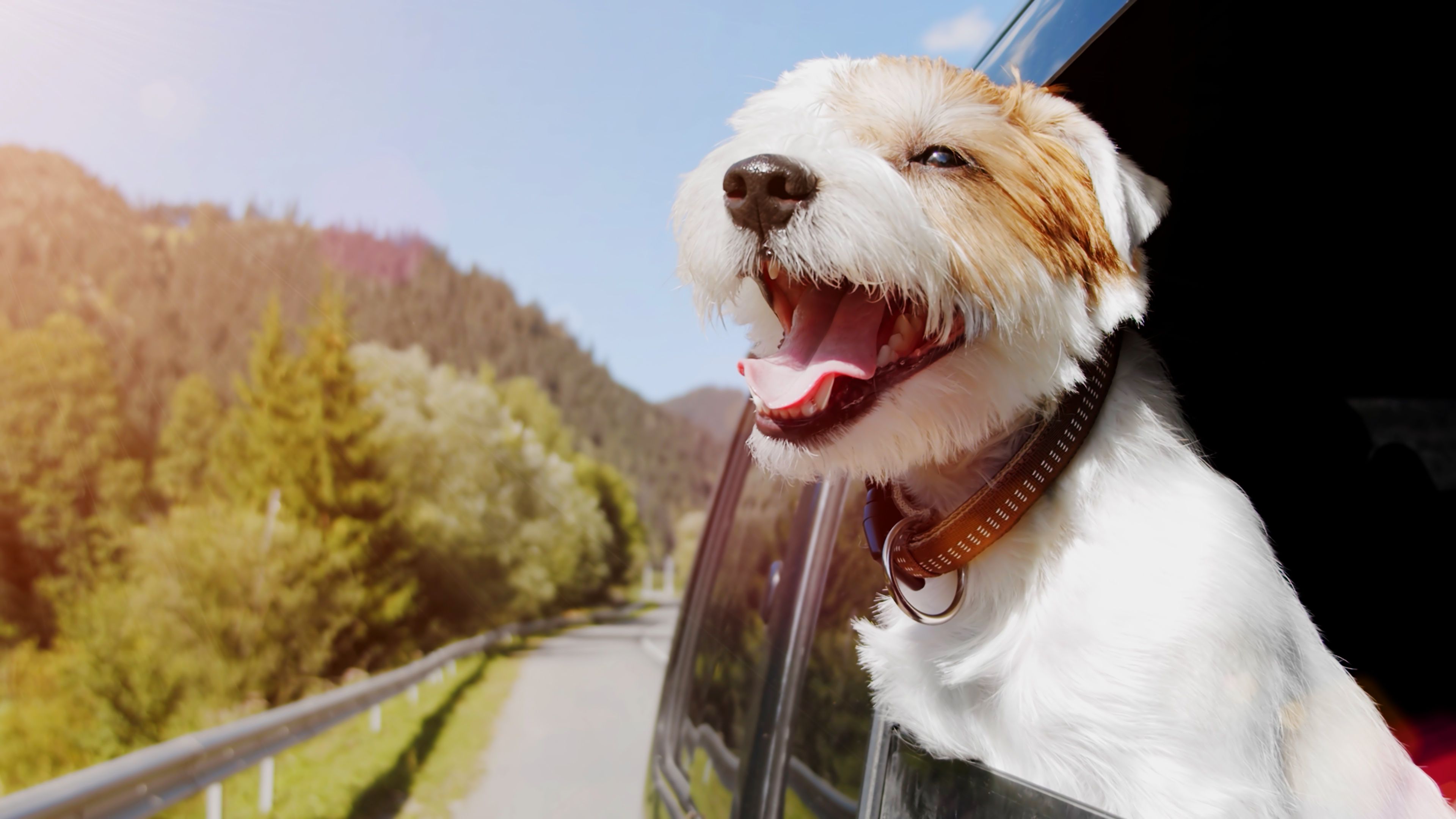 <p>Many <a href="https://www.sofi.com/learn/content/best-way-to-rent-a-car/">rental car companies</a> charge exuberant fees for bringing along a pet. And if you don’t disclose you’re bringing a pet to avoid the fees, you could end up getting charged even more if they find dog hair or any accidents when you return the car. The cheapest way to travel with a dog is often to bring your own car, if possible. And if it isn’t, you may want to ask a close friend or family member if you could borrow theirs for the trip. Just be sure to offer to pay them and return it clean … or at least bring them back some great souvenirs!</p>