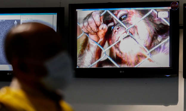 Diapositiva 1 de 20: La Organización Mundial de la Salud ha hecho un llamamiento para que las autoridades presten atención a la llamada viruela del mono, una enfermedad que ha dado el salto a humanos y que se ha detectado ya en Reino Unido, varios países europeos y Estados Unidos.