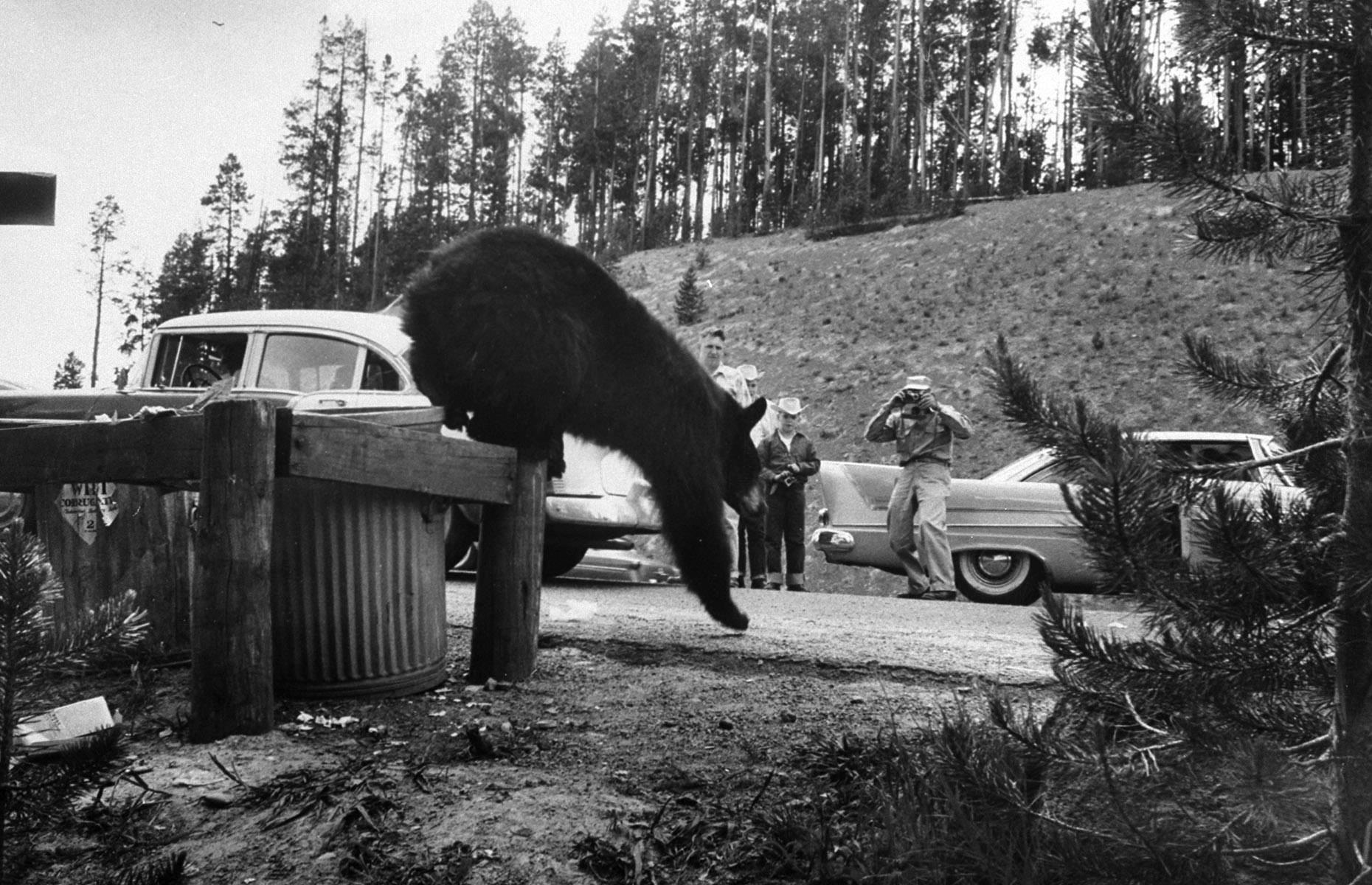 <p>Open-pit garbage dumps, which existed in Yellowstone right up until the 1970s, attracted bears and also reckless tourists uneducated in bear safety, who would exit their vehicles to snap the perfect shot. It's estimated by the NPS that, up to 1960, there were <a href="https://www.nps.gov/yell/learn/management/bear-management.htm">around 48 bear-inflicted human injuries</a> each year at the park.</p>