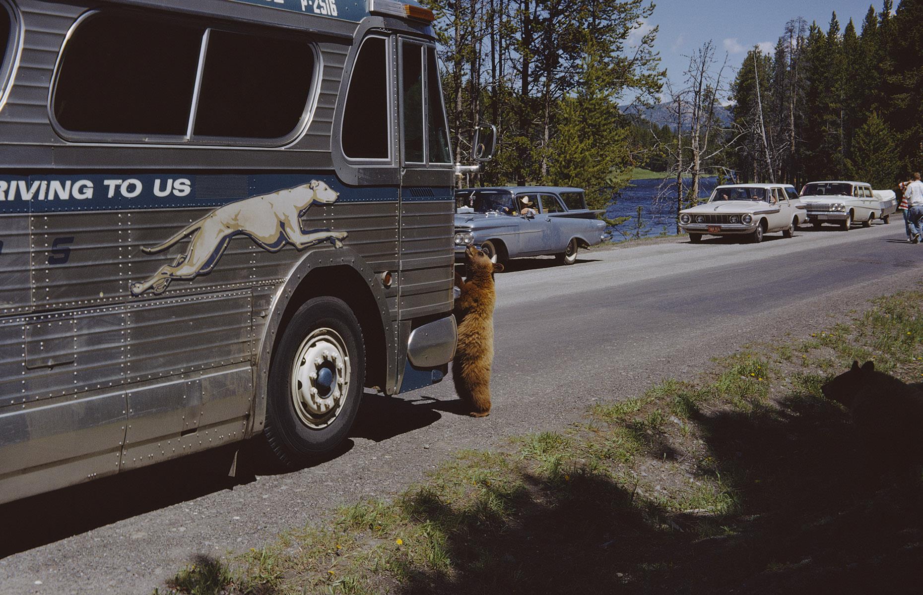 <p>To ease the situation, a comprehensive bear management program was implemented at Yellowstone in 1960. This involved educating visitors on bear safety, including food storage, and prohibiting the feeding of bears in the park. Open-pit garbage dumps were also eventually removed in 1970. This photo of a bear cub investigating a Greyhound bus was taken in 1965. </p>  <p><a href="https://www.loveexploring.com/galleries/105588/beautiful-images-of-the-worlds-bears?page=1"><strong>Check out these beautiful images of the world's bears</strong></a></p>