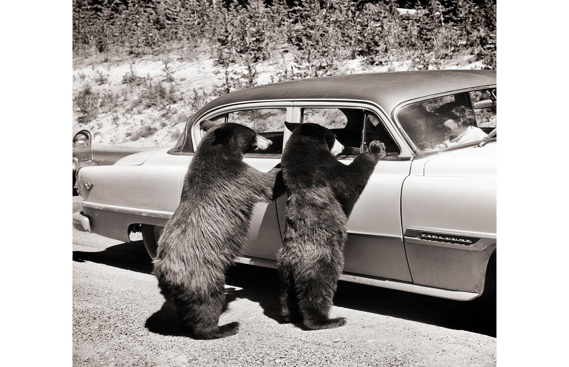 Bear safety at Yellowstone was taken much less seriously in earlier decades too. In fact, it was common for motorists to wind down their windows as bears approached or even hop out of their cars and attempt to feed the creatures.