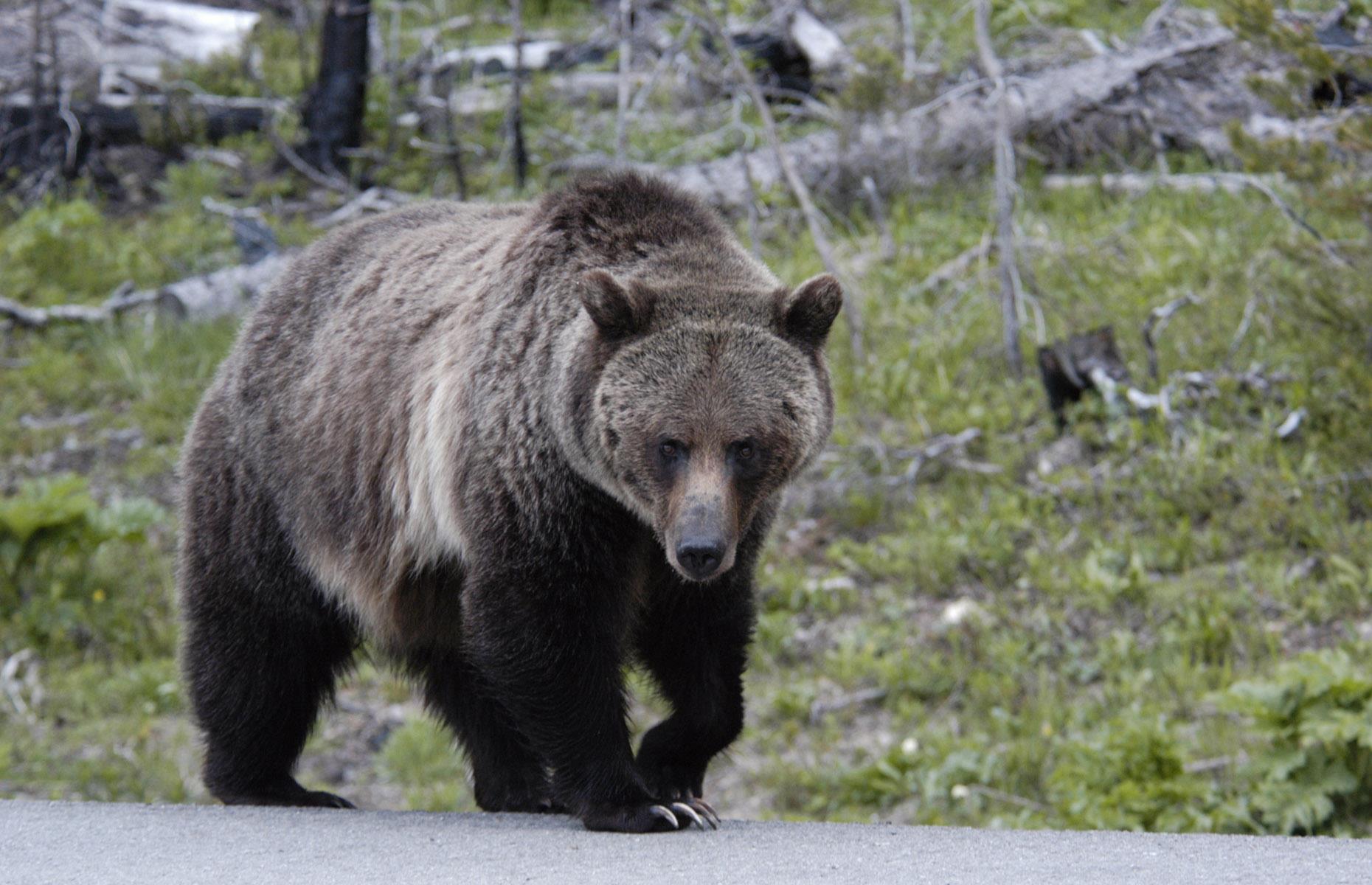 The Noughties brought in some good news stories for the park's wildlife too. In 2007, Yellowstone's grizzly bear population was removed from the threatened species list. Habit loss and accidents involving humans had caused their numbers to plunge, but careful management programs allowed populations to grow once more. A hulking grizzly bear is seen lumbering along a road near the East Entrance in 2005.