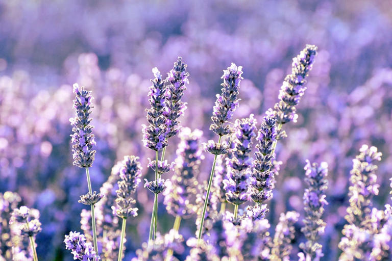 Learn How to Grow Lavender for a Lovely, Fragrant Garden