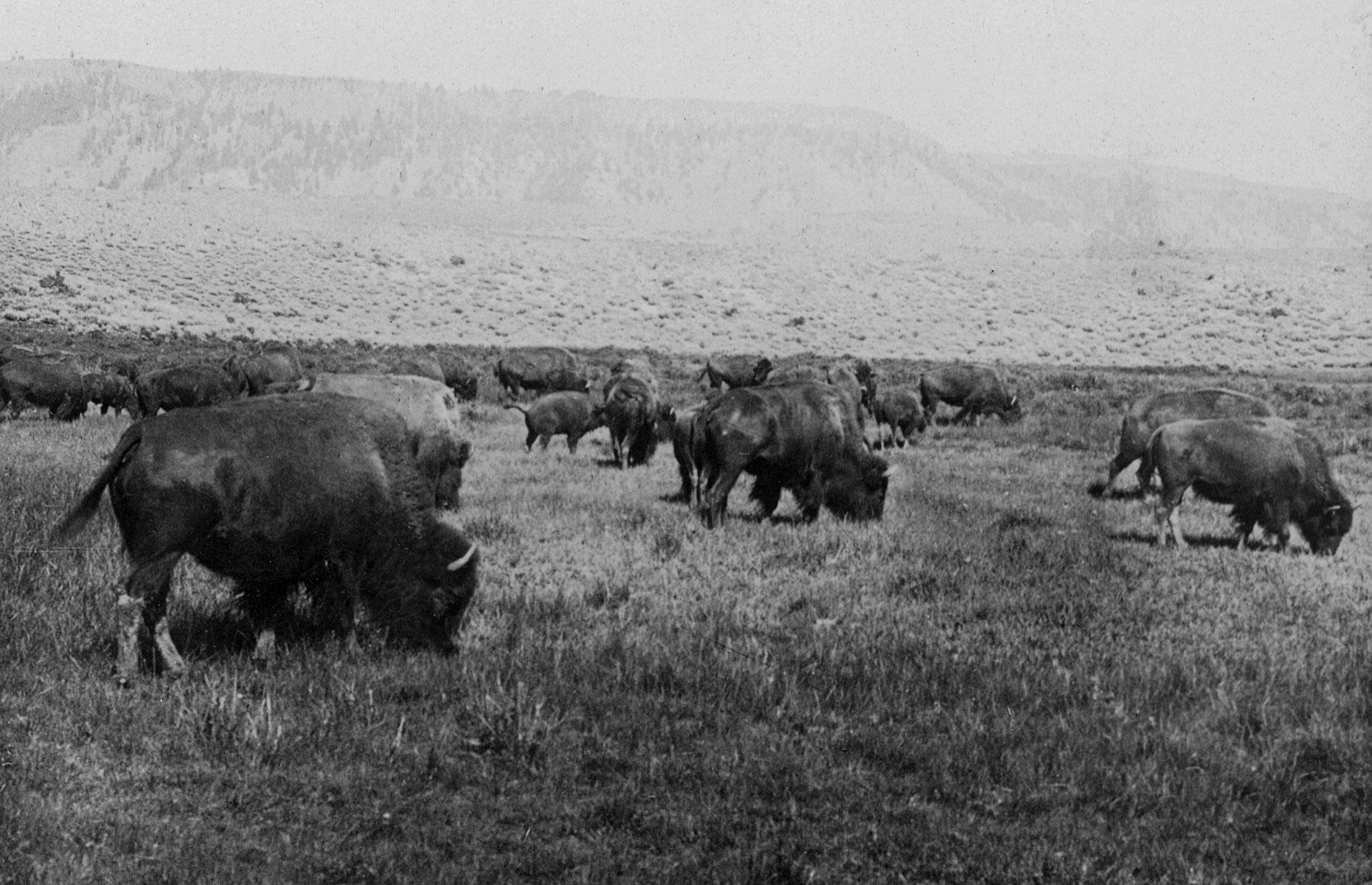 Yellowstone is home to the USA's oldest free-roaming bison herd and these hulking creatures have been a draw of the park from the beginning. However, bison were aggressively hunted through the 19th century and their population dwindled dramatically. In an early conservation effort, in 1902, privately owned bison were raised and eventually released into the park's existing herd. Numbers grew into the thousands once more, and today hunting is prohibited in Yellowstone National Park.