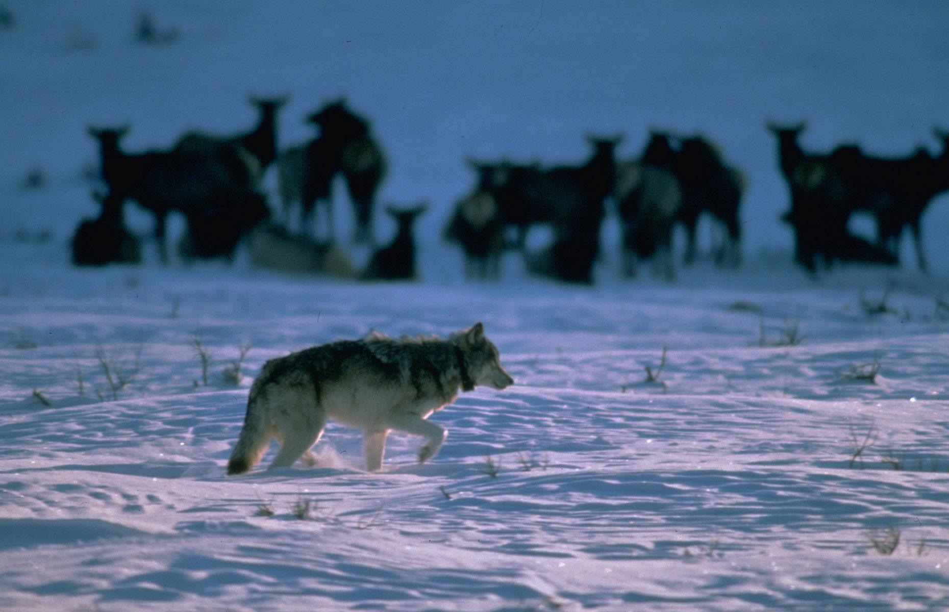 <p>The Nineties was a landmark decade for Yellowstone wildlife. Wolves were hunted into near oblivion throughout the 20th century, but in this decade, experts sought to reverse this. From 1995 through to 1996, 31 grey wolves from Canada were reintroduced to the park. Numbers of these enigmatic predators grew and by 2011, wolves were removed from the endangered species list in Idaho and Montana. </p>  <p><a href="https://www.loveexploring.com/news/76305/of-bison-and-bears-why-yellowstone-reminds-us-of-our-place-on-the-planet"><strong>Of bison & bears: why Yellowstone reminds us of our place on the planet</strong></a></p>