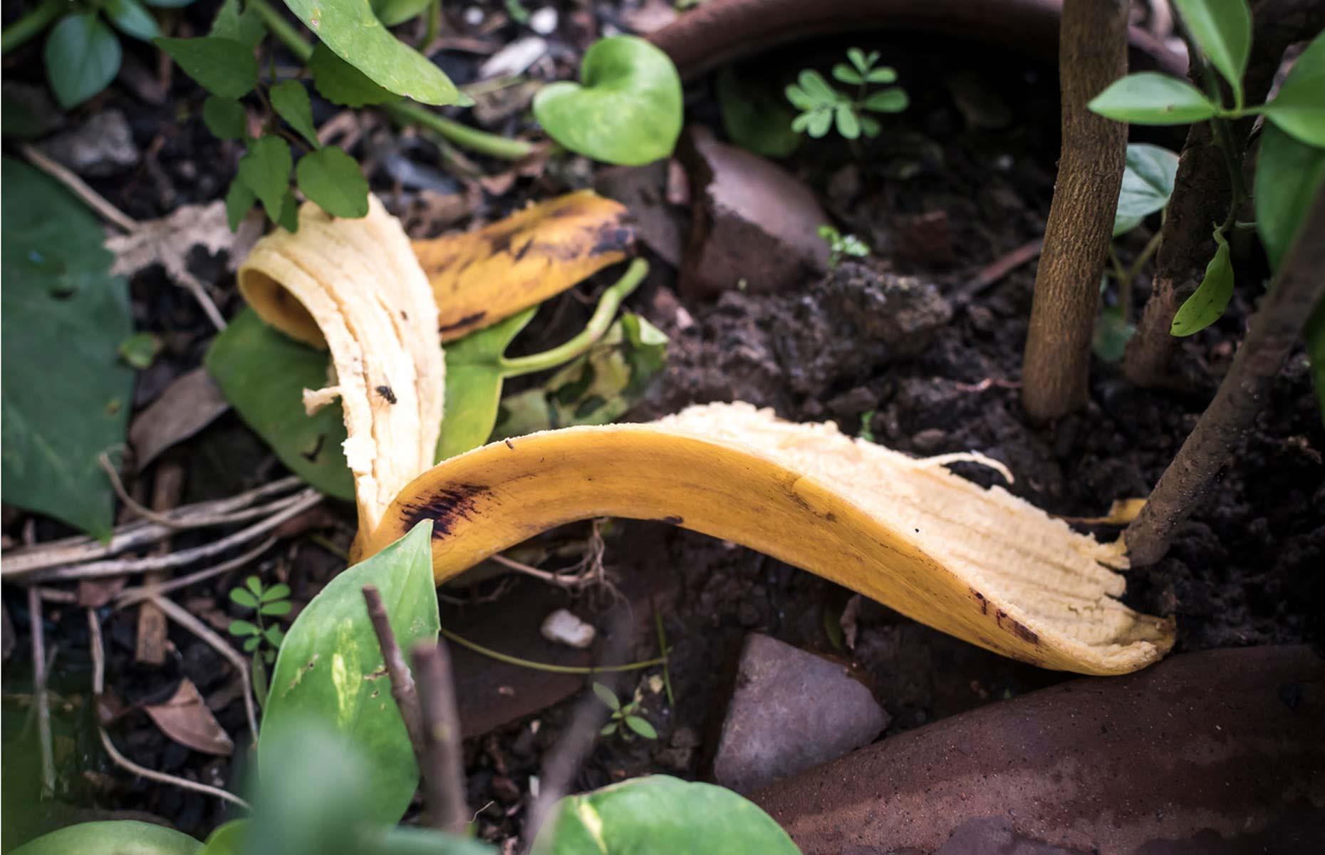 Beer to banana peels: 40+ gardening hacks that work a treat