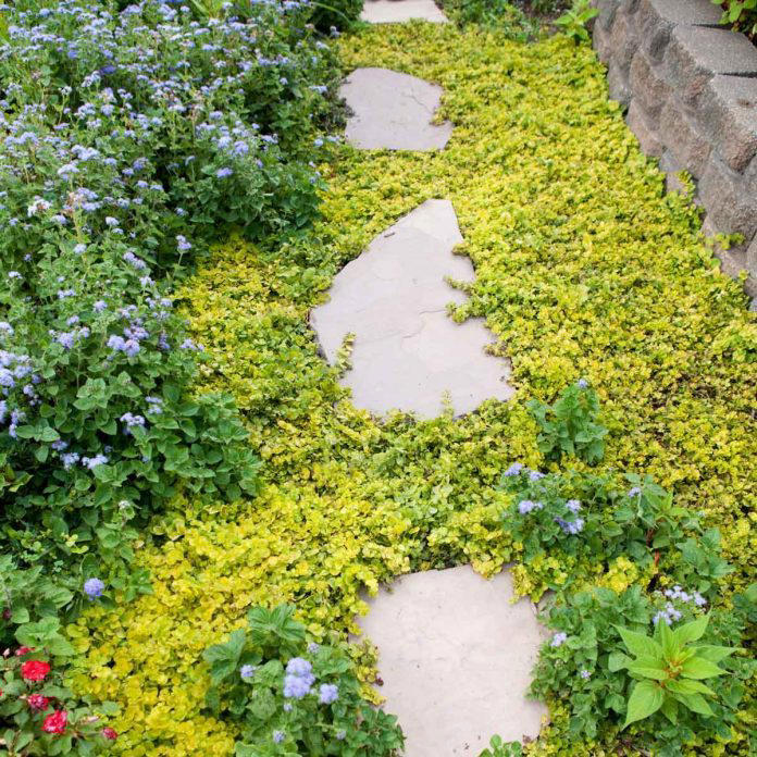 10 Best Low-Maintenance Ground Cover Plants