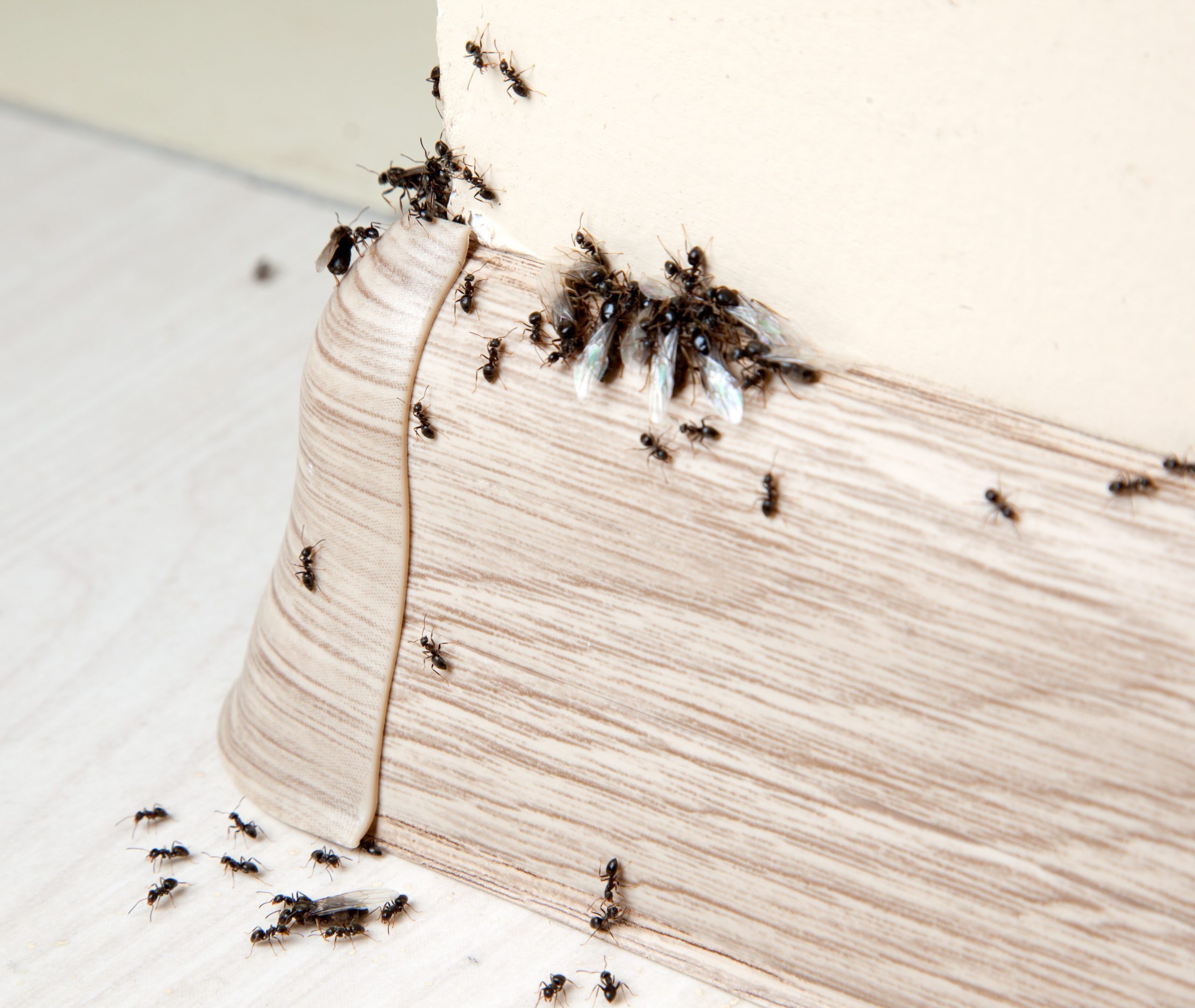 How To Get Rid Of Ants For Good   AAXwpkU.img