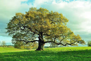 An Oak tree