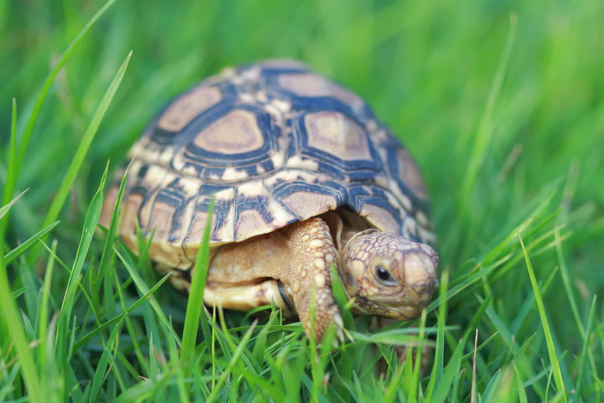 Schildkröten als Haustiere Was Sie wissen sollten!
