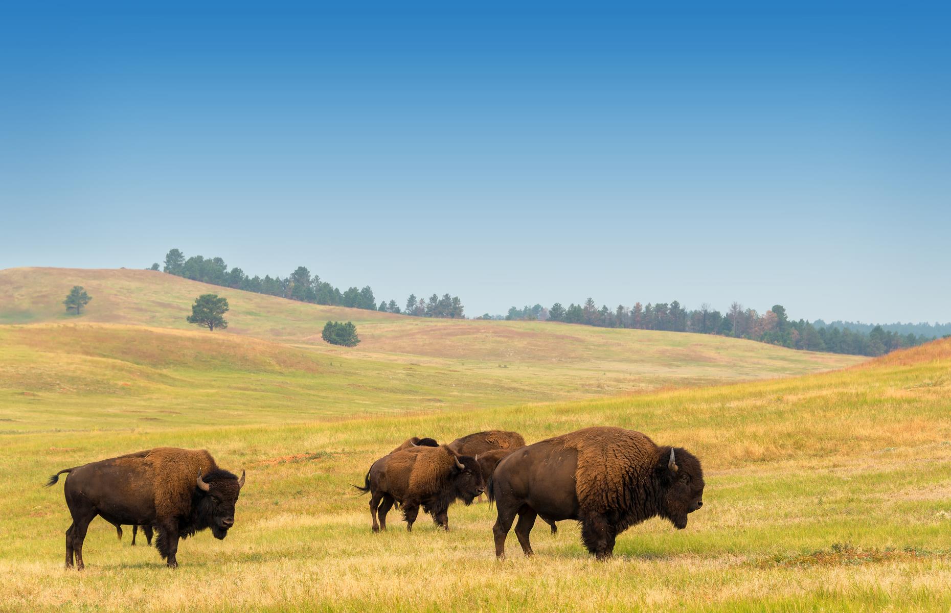 <p>The Black Hills and Badlands area is one of the best places to see American bison or buffalo, with huge herds grazing the prairies and grasslands. See herds munching at the base of Bear Butte or drive the 18-mile (29km) Wildlife Loop in Custer State Park, home to around 1,300 of the hairy, humpbacked creatures. Go in late September to witness the thundering spectacle of the herds being <a href="https://www.blackhillsbadlands.com/special-events/custer-state-park-buffalo-roundup-arts-festival">rounded up</a>.</p>