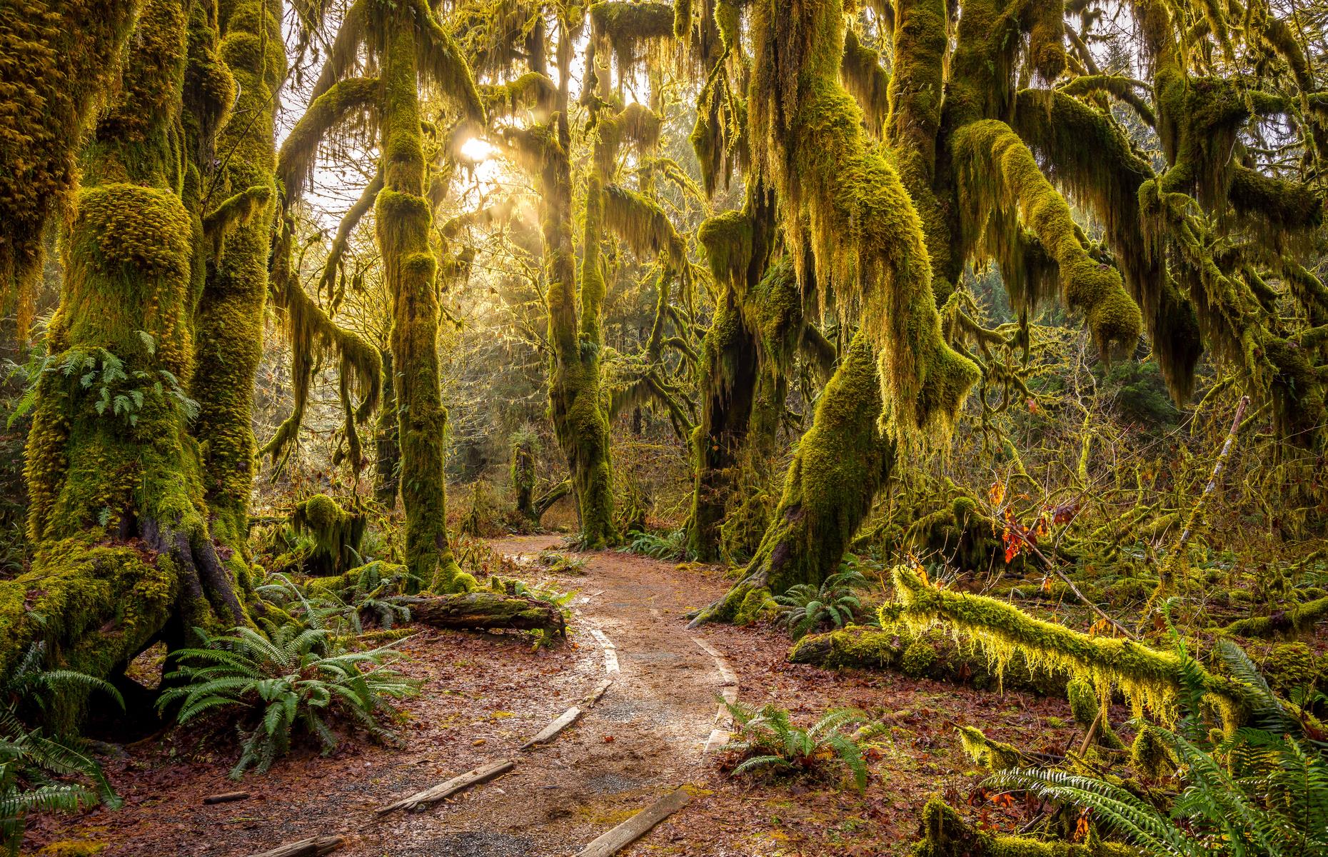 <p><a href="https://www.nps.gov/olym/">Olympic National Park</a> is rich in natural beauty, from glacier-capped mountains and dark-honey beaches to natural hot springs. But arguably the most beautiful, and unexpected, part is <a href="https://www.nps.gov/olym/planyourvisit/visiting-the-hoh.htm">Hoh Rain Forest</a>, where old-growth trees are shrouded in vivid emerald moss. Two trails run from the visitor center and, if you want to spend more time in this quietly magical place, you can camp overnight.</p>