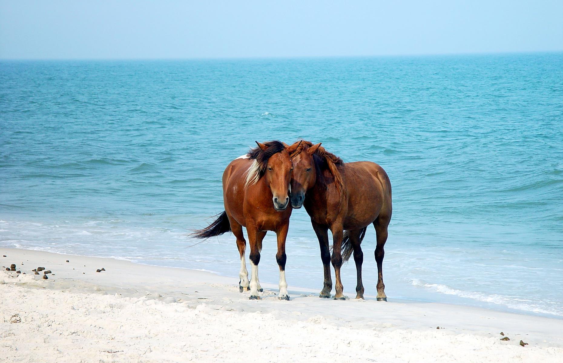 <p>This barrier island straddles Maryland and Virginia and <a href="https://www.nps.gov/asis/learn/nature/horses.htm">wild horses</a> roam on the soft, biscuity beaches, munching on dune grass and sometimes splashing in the water. Take a cruise or kayak tour to see the elegant equine creatures from a safe distance.</p>  <p><a href="http://www.loveexploring.com/galleries/84568/unspoiled-american-destinations-to-escape-the-modern-world"><strong>Read our guide to remote destinations around the US</strong></a></p>